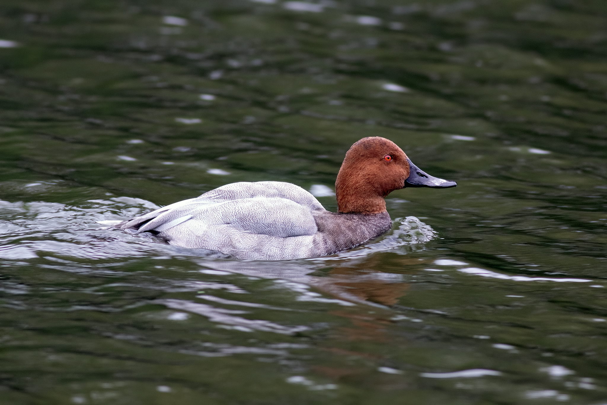 Common Pochard