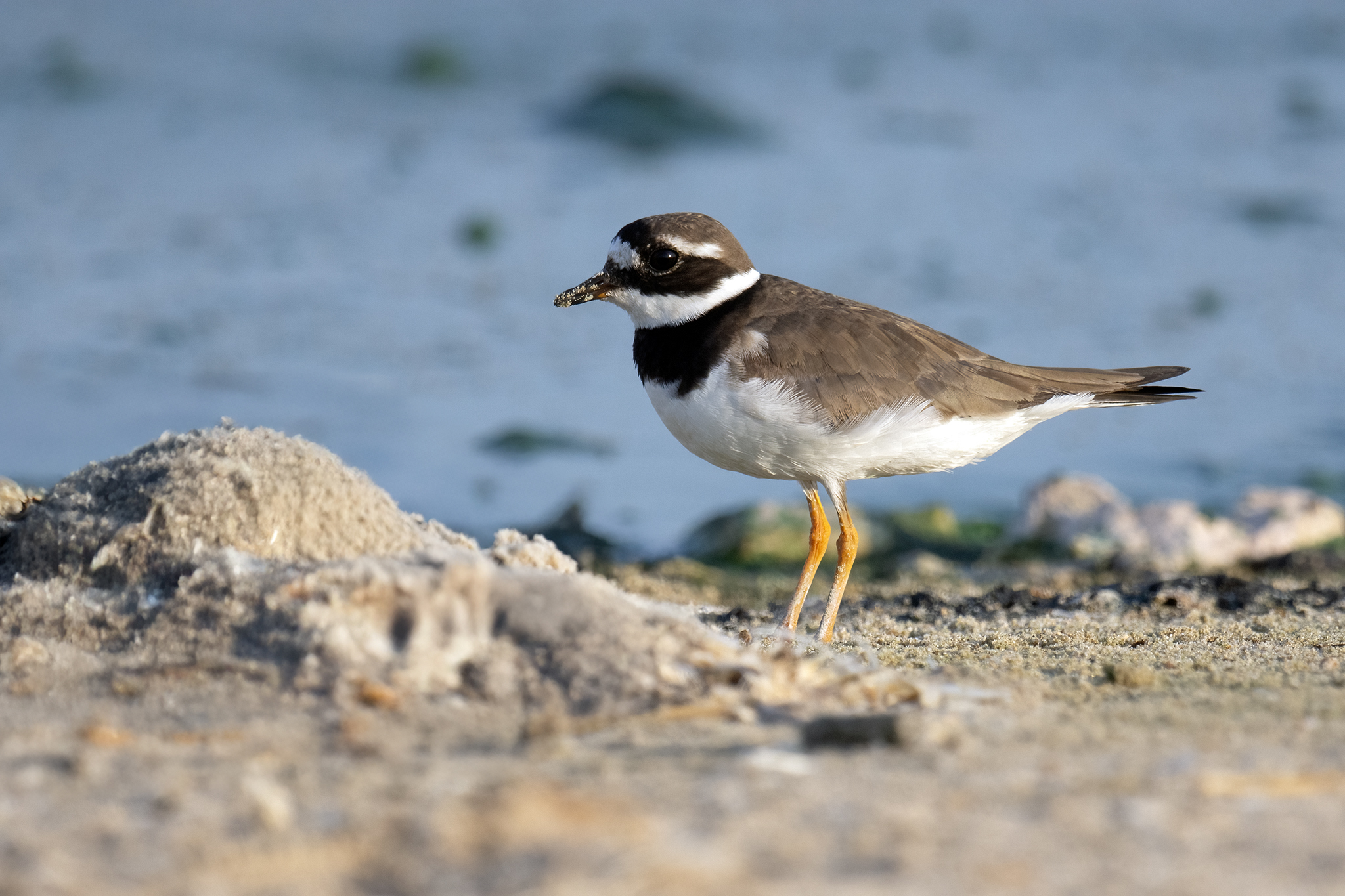 Common Ringed Plover