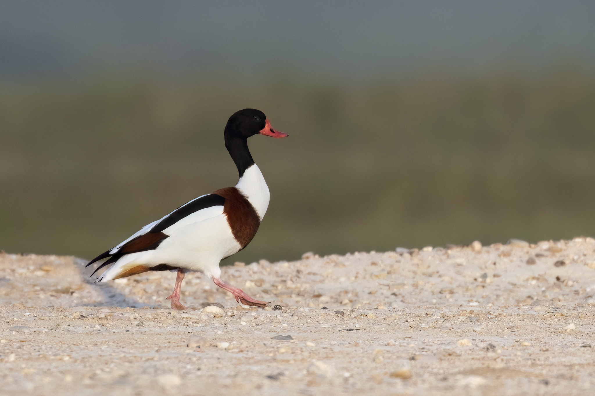 Common Shelduck