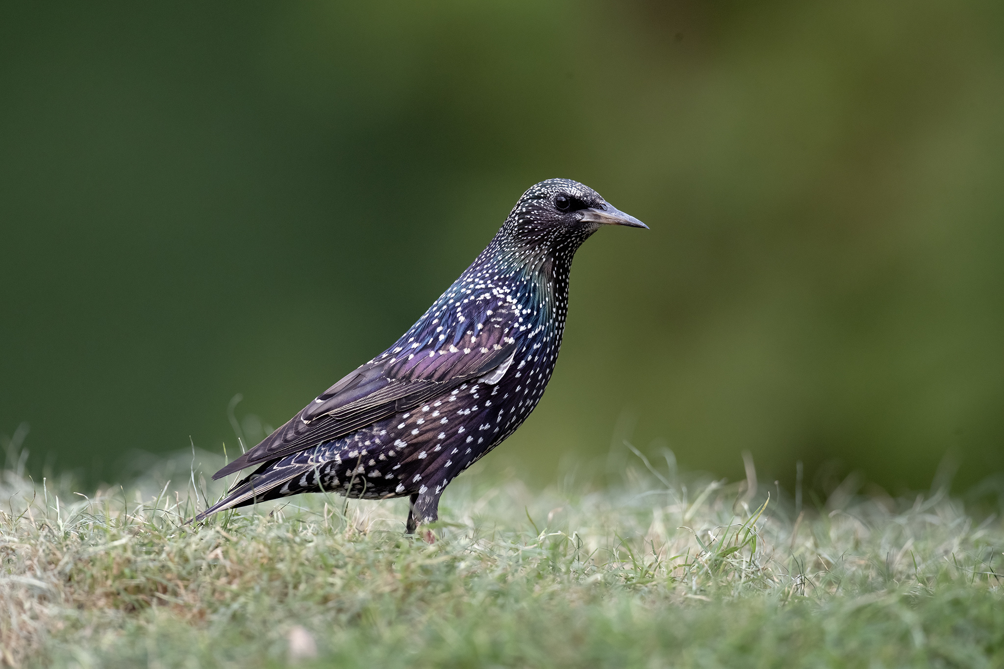 Common Starling