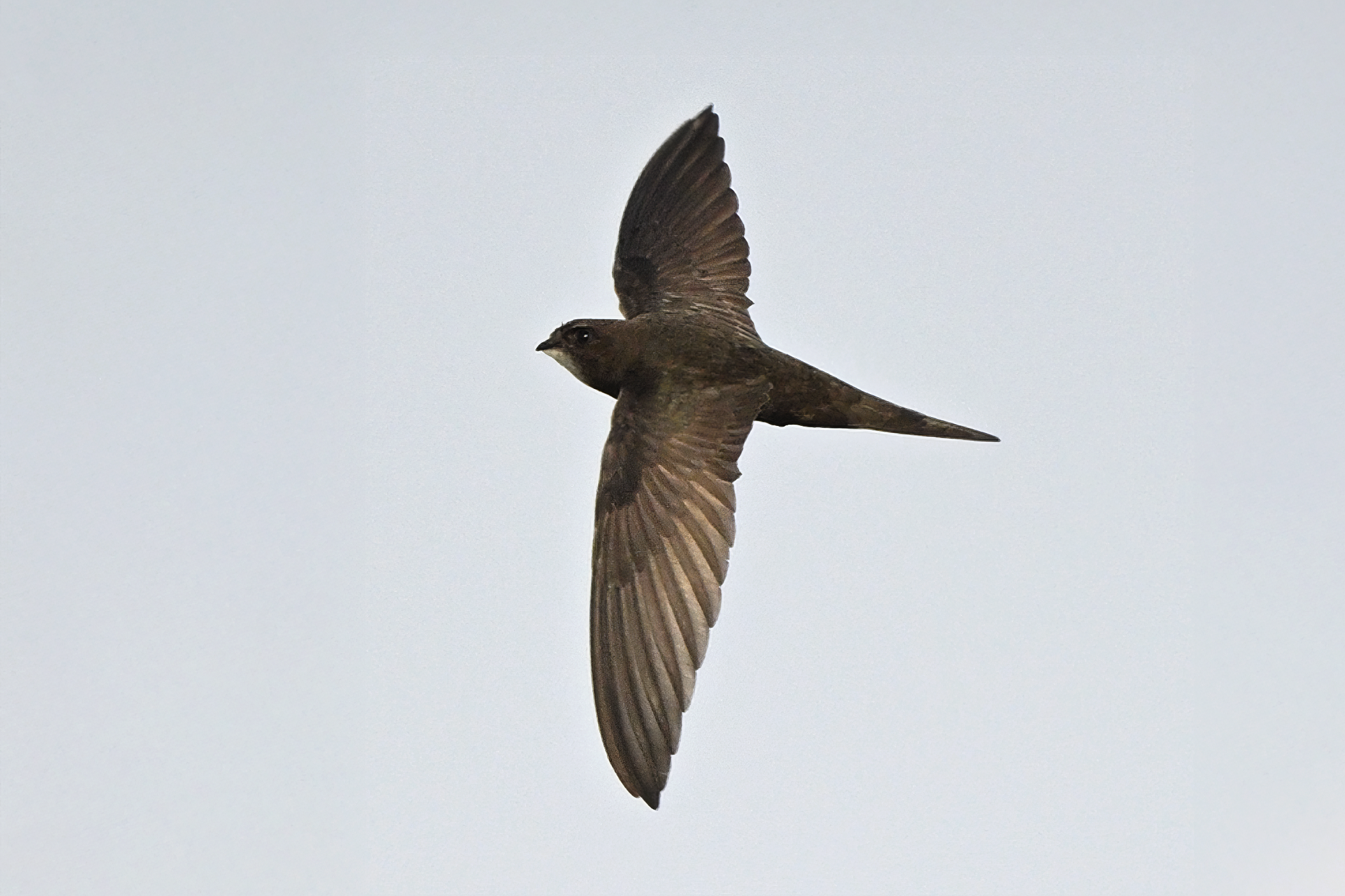 Common Swift