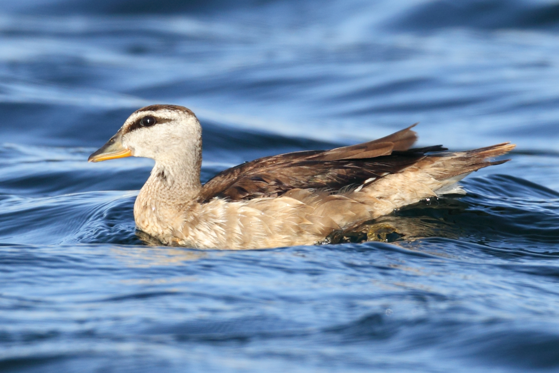 Cotton Pygmy Goose