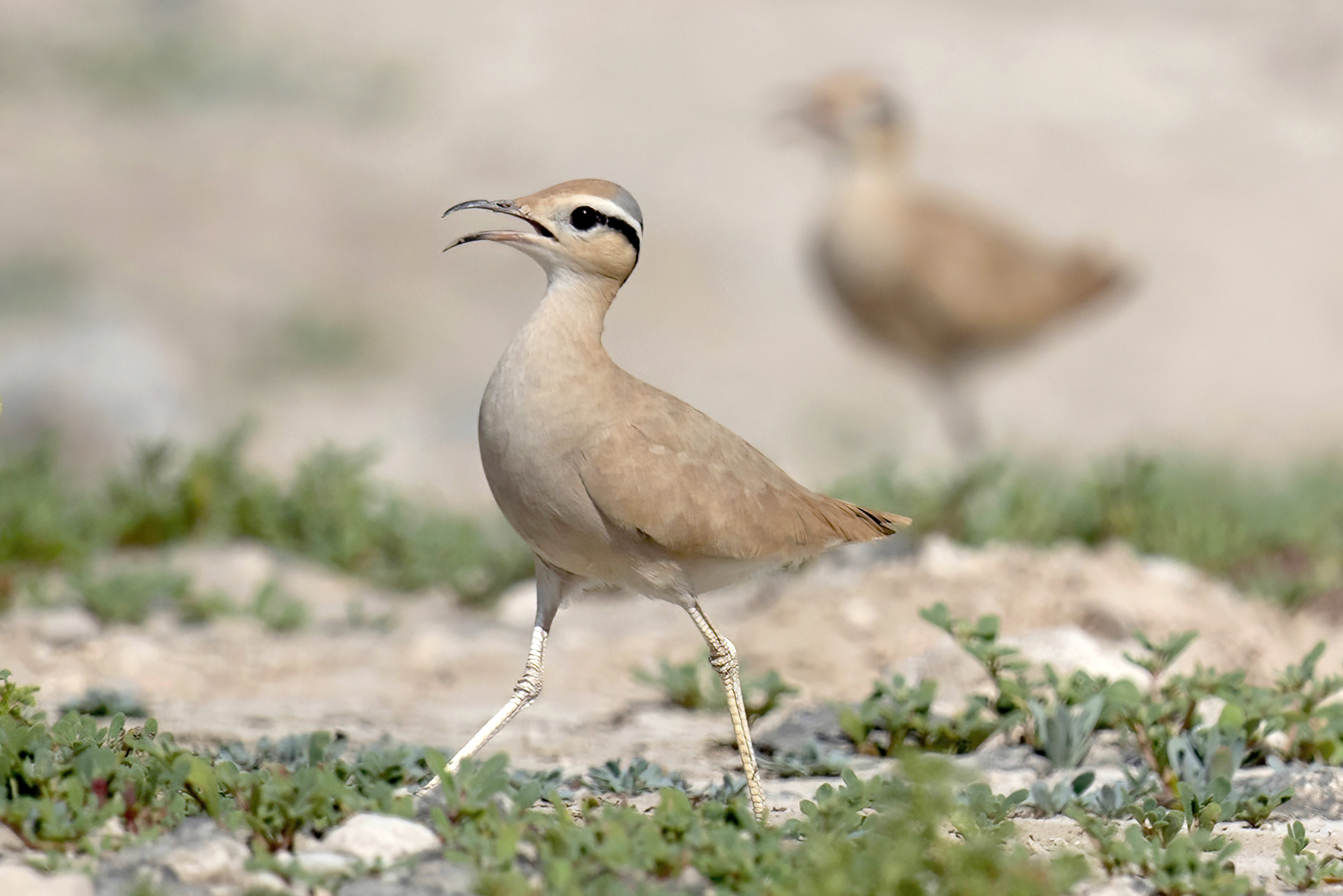 Cream-coloured Courser
