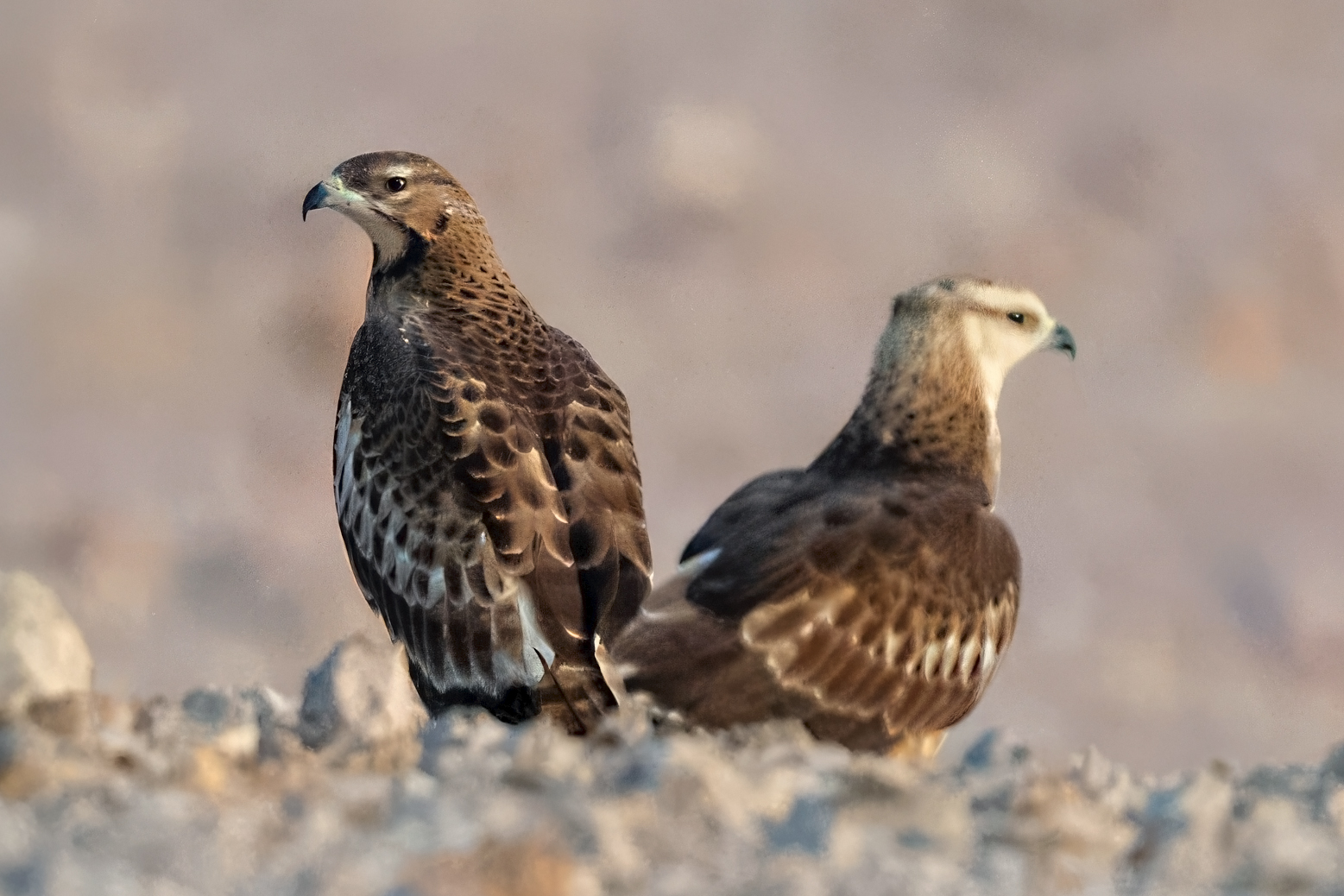 Northern Oriental Honey-Buzzard