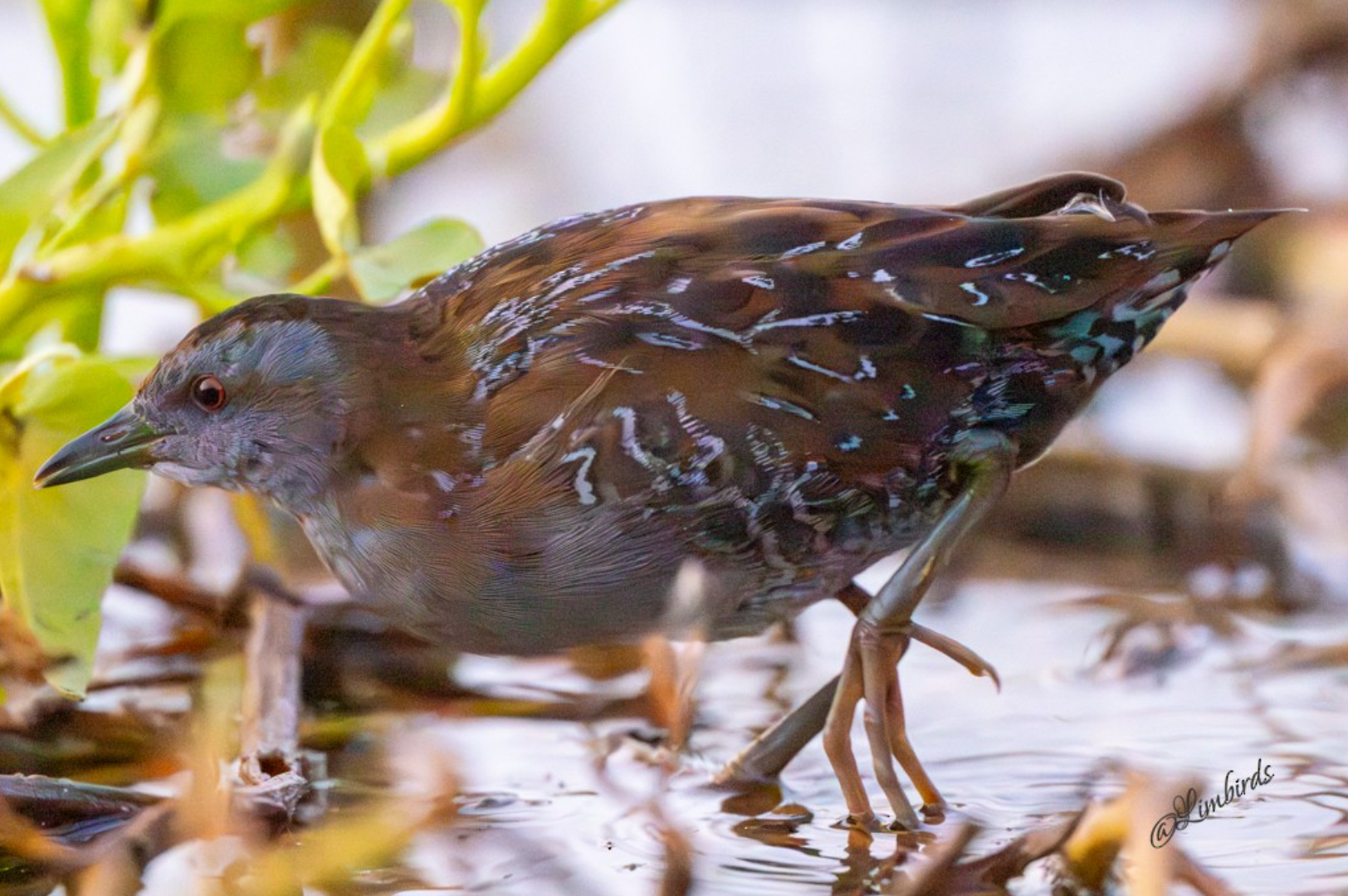 Eastern Baillon's Crake