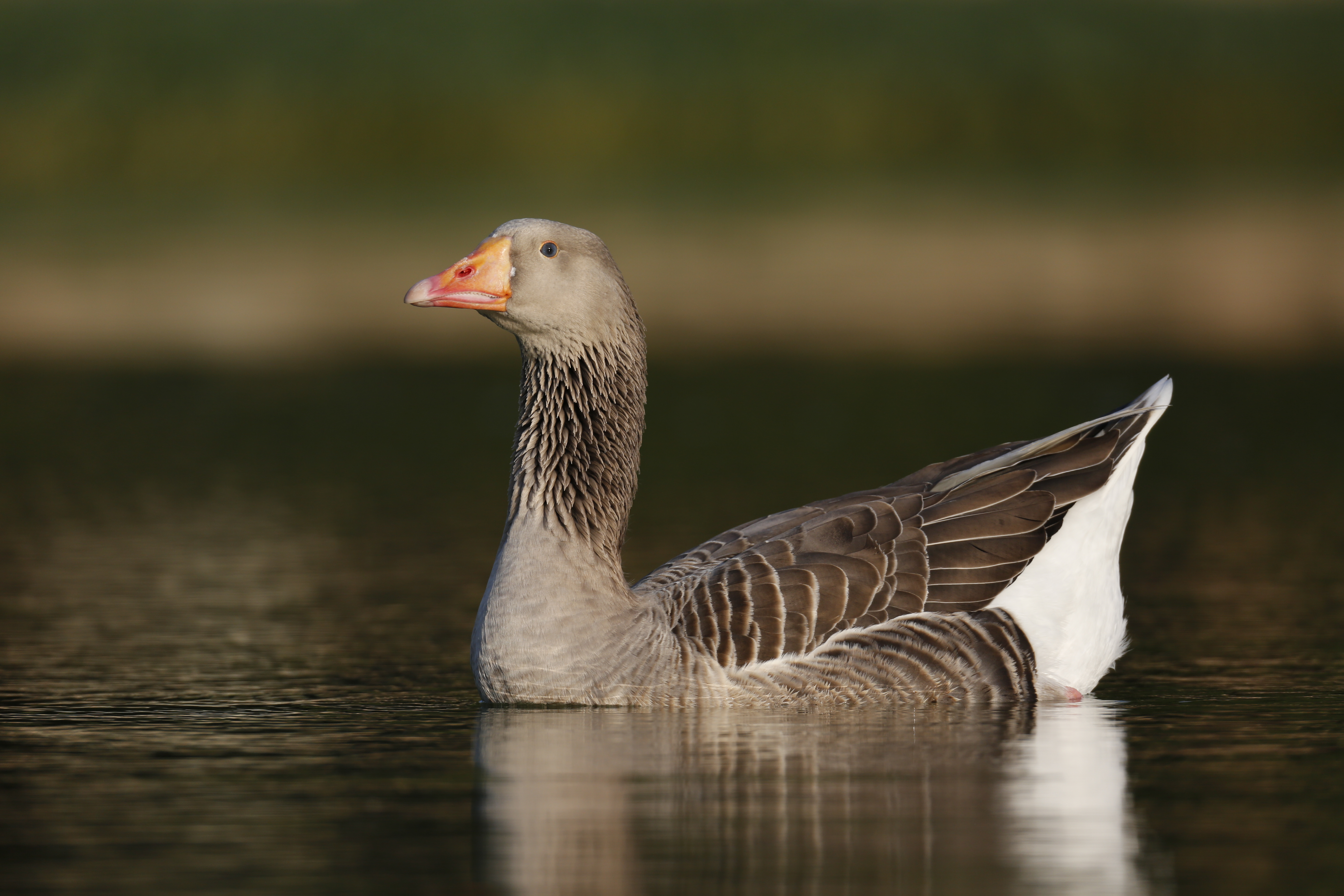 Eastern Greylag Goose