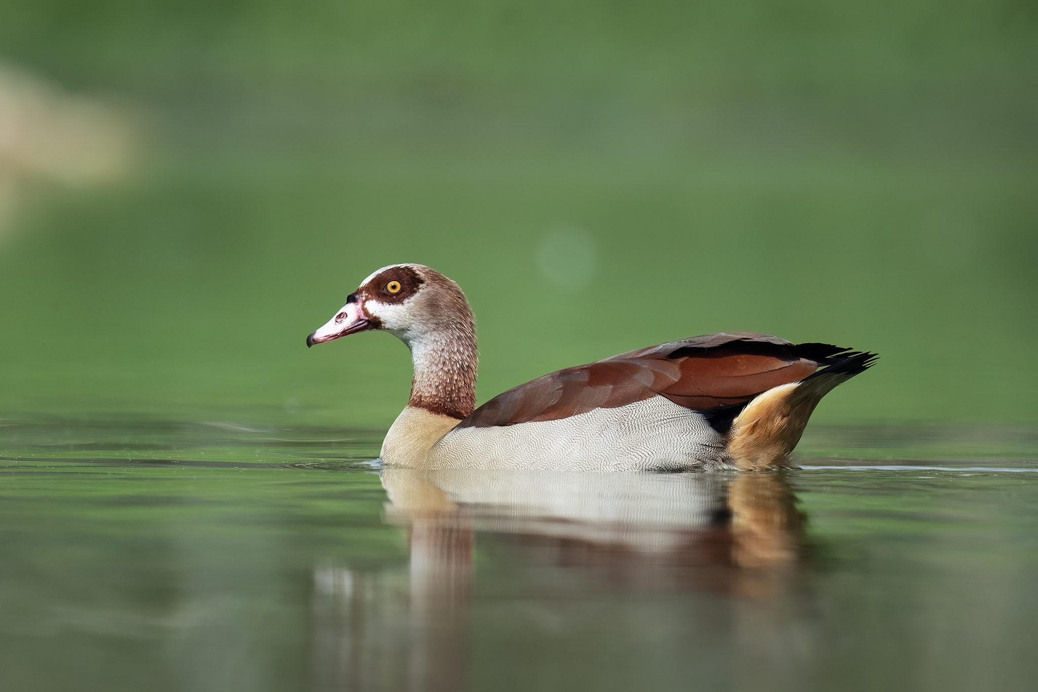 Egyptian Goose