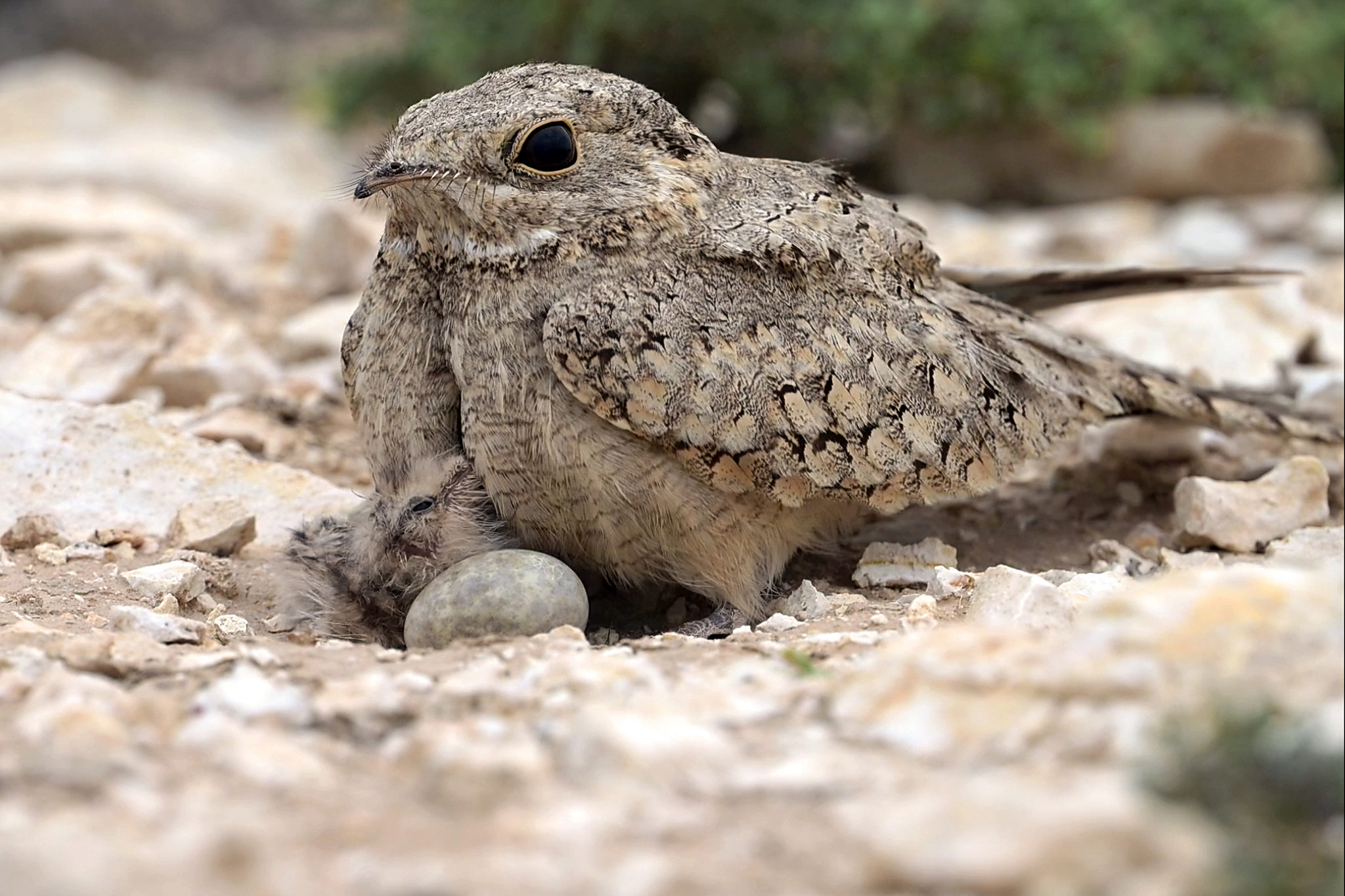 Egyptian Nightjar
