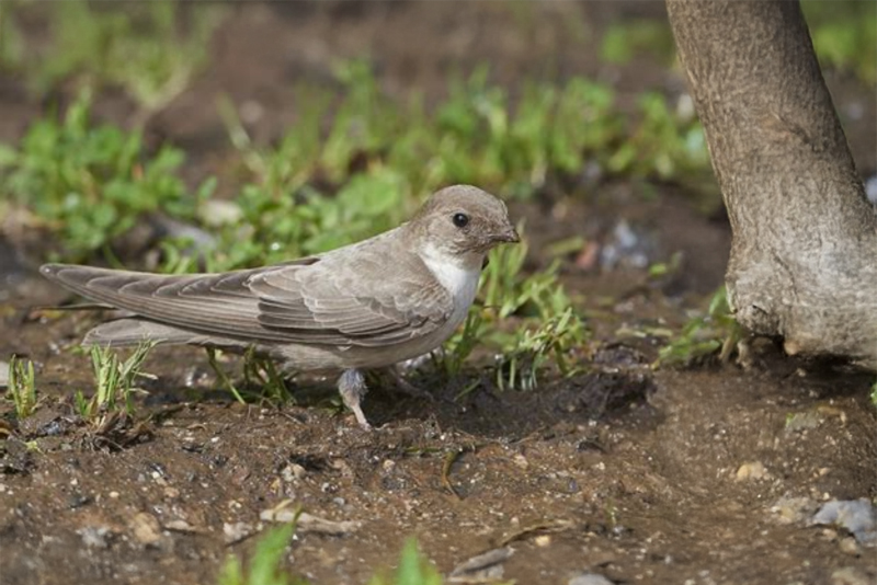 Eurasian Crag Martin
