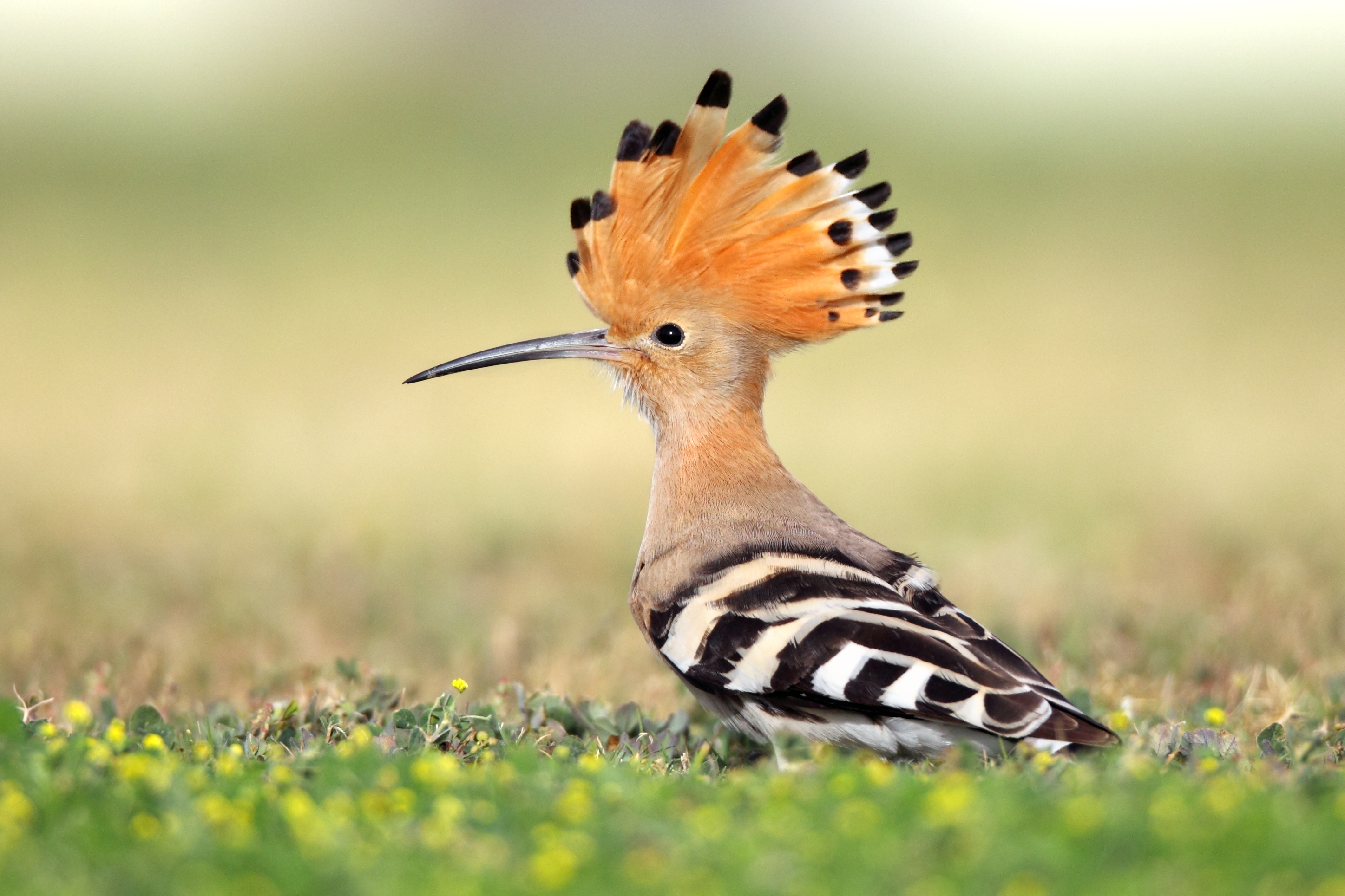 Eurasian Hoopoe