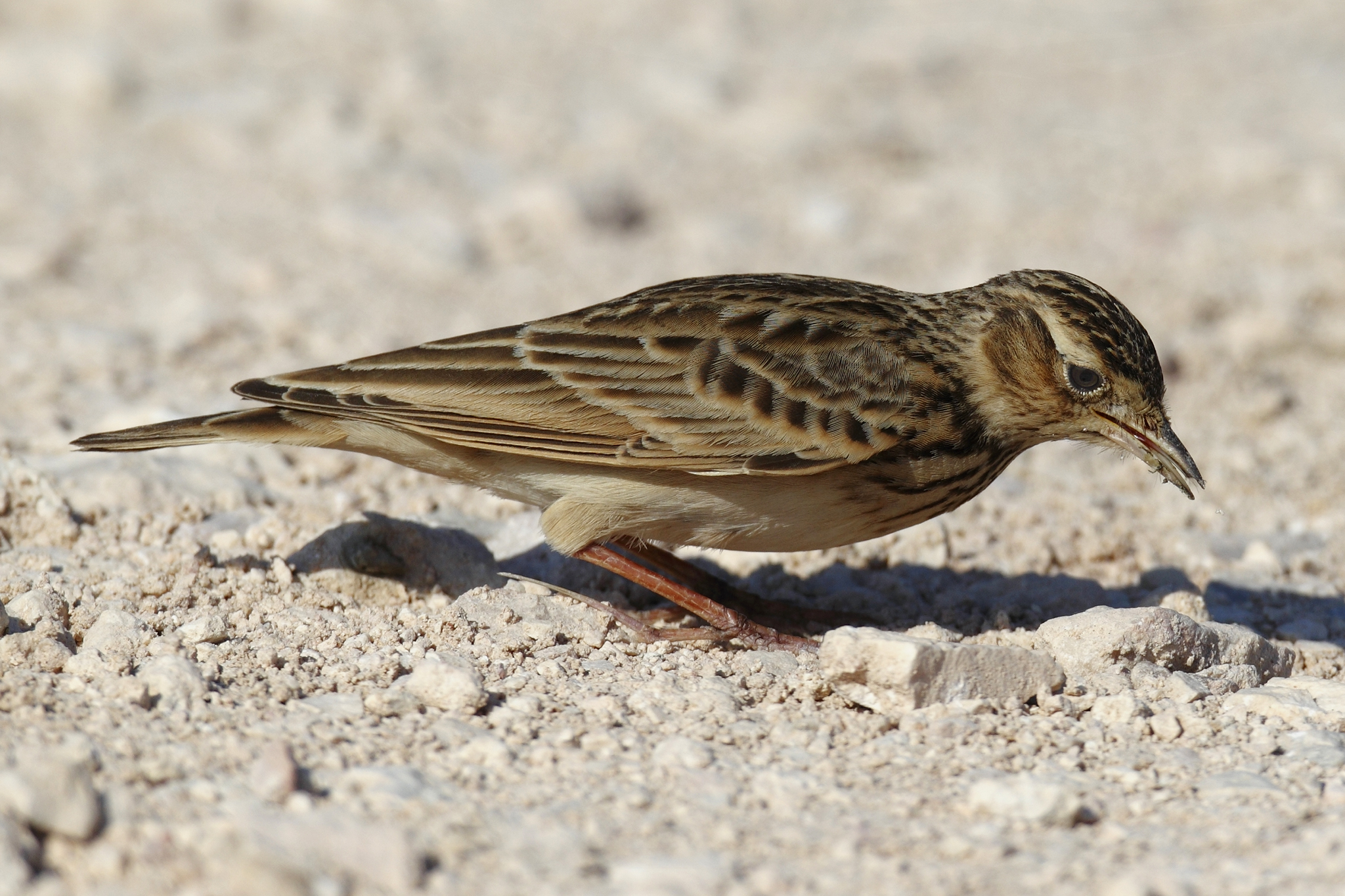 Eurasian Skylark