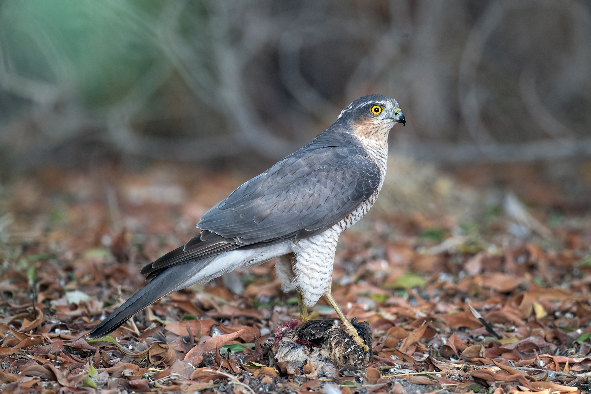 Eurasian Sparrowhawk