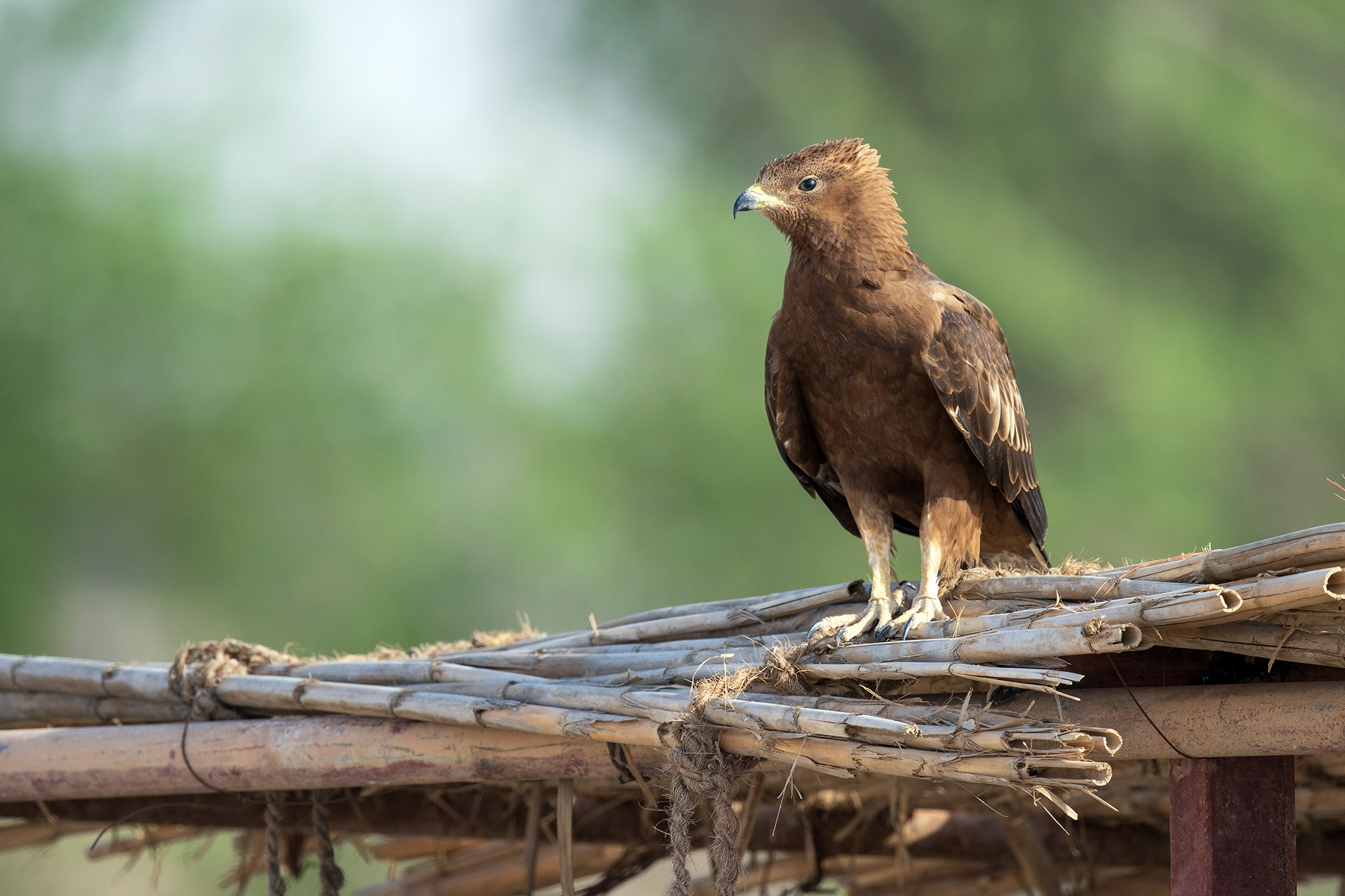 European Honey Buzzard