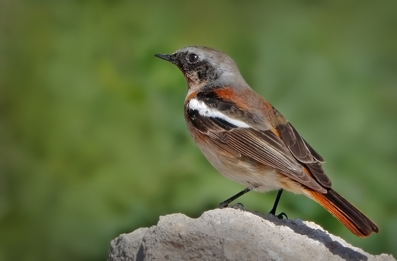 Eversmann's Redstart