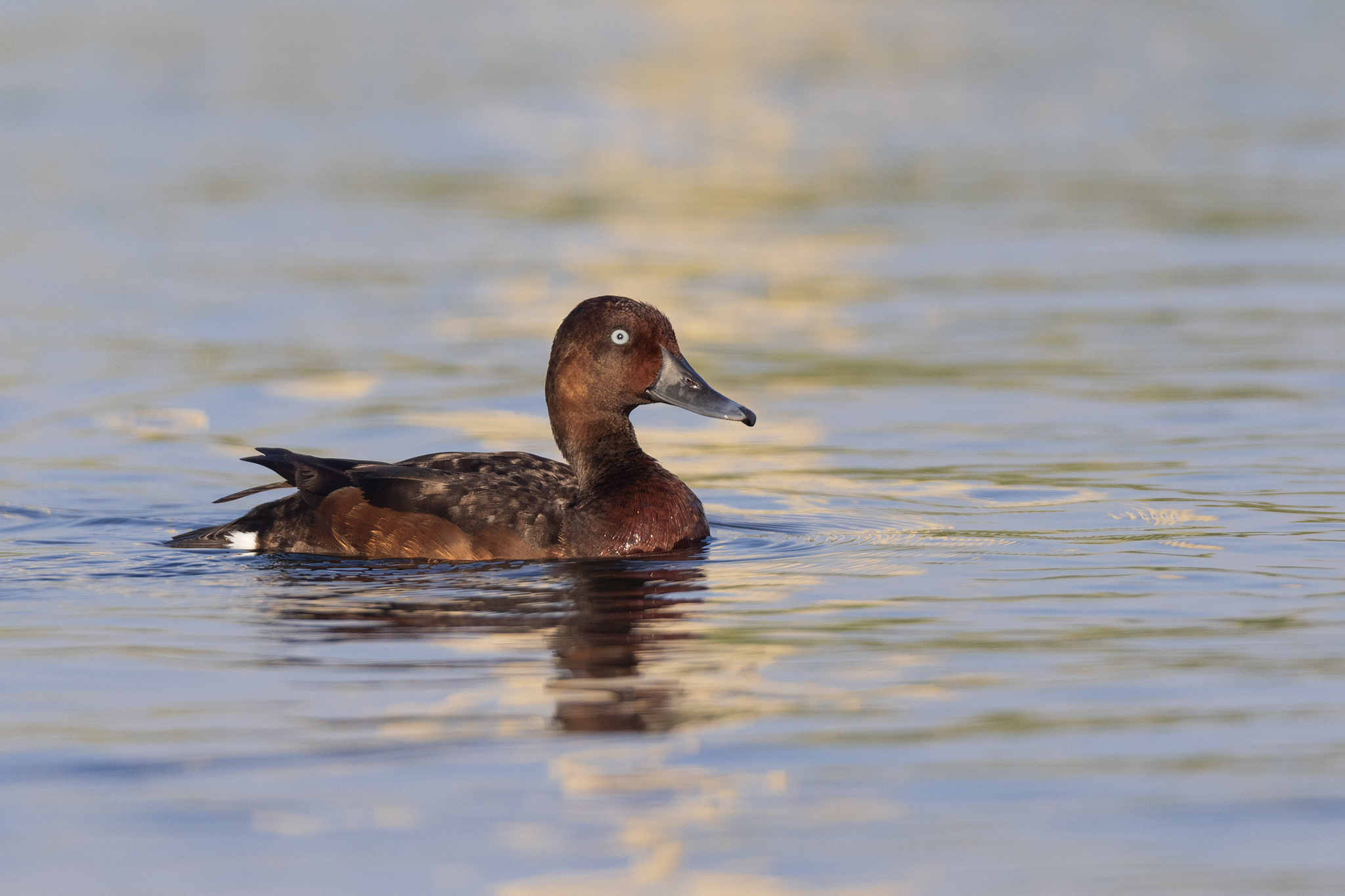 Ferruginous Duck