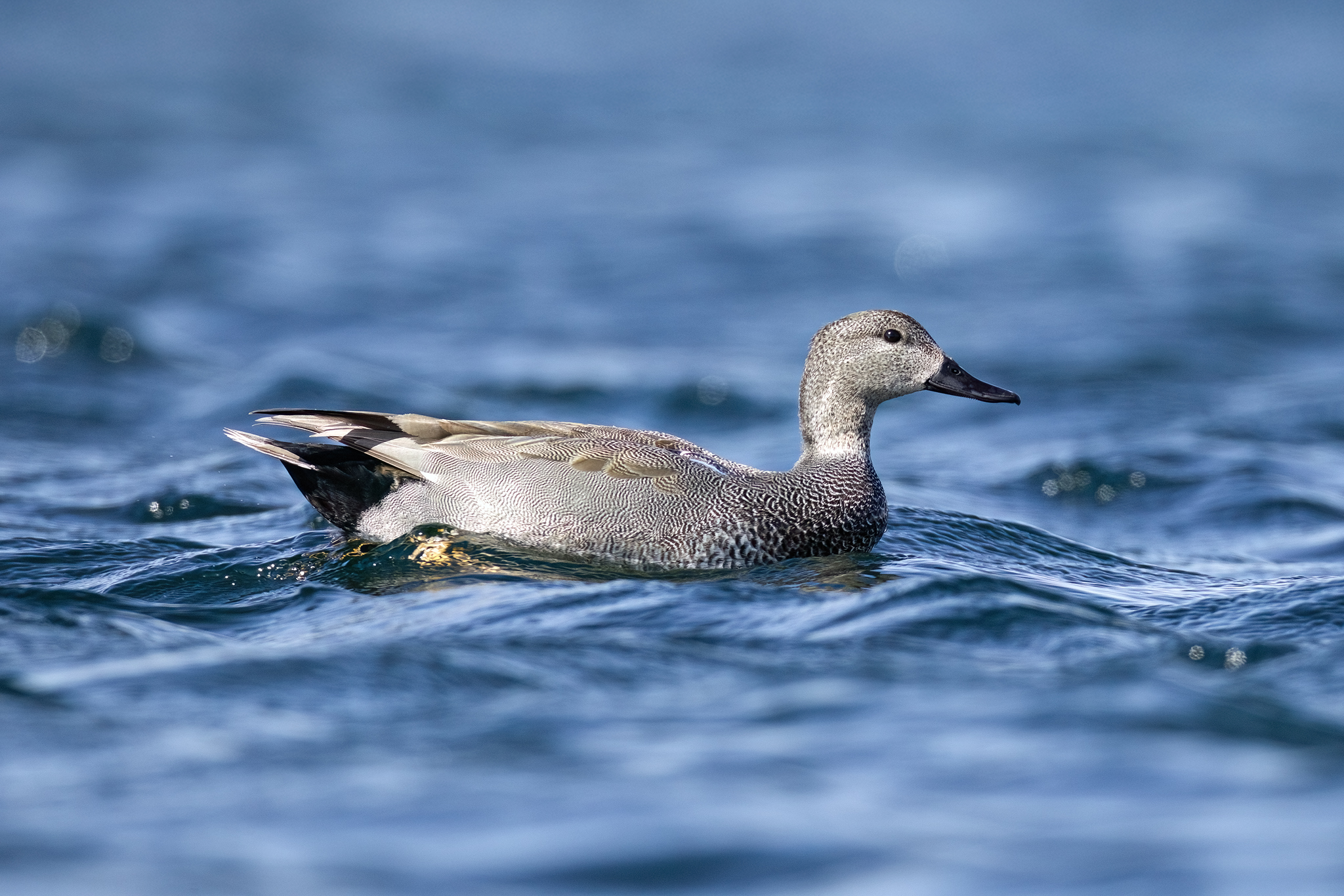 Gadwall