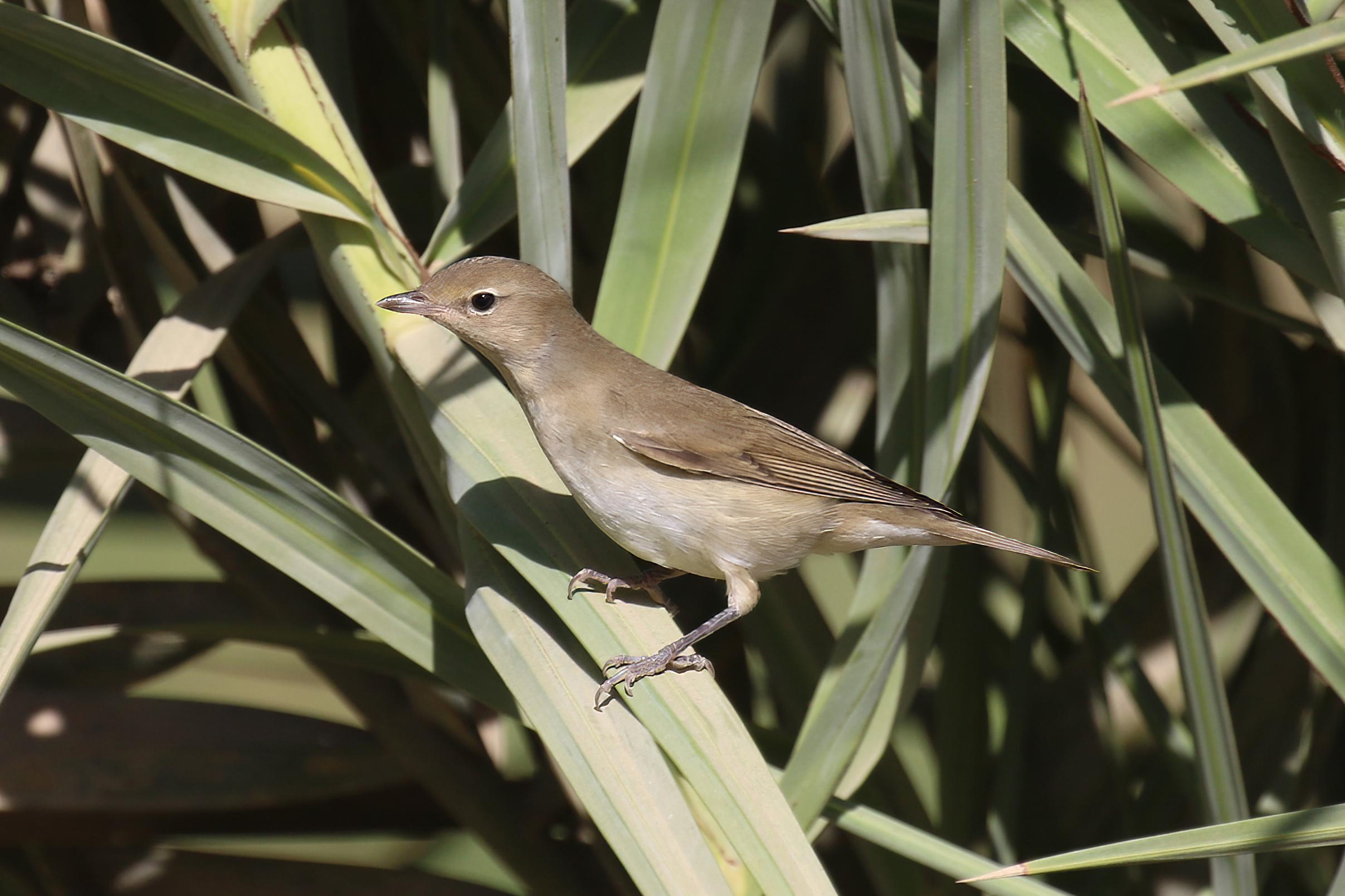 Garden Warbler