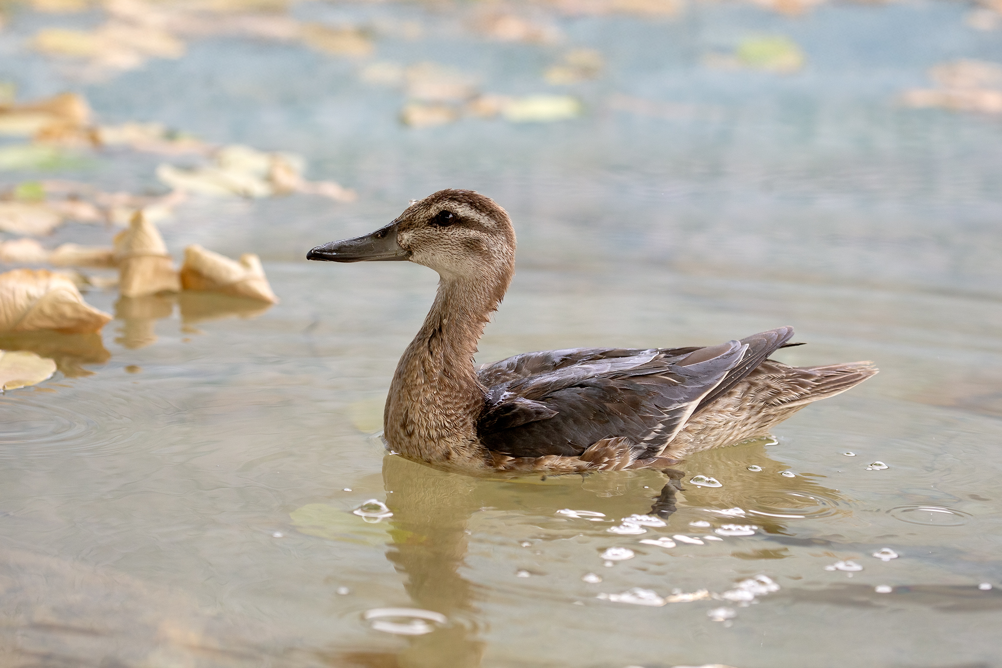 Garganey