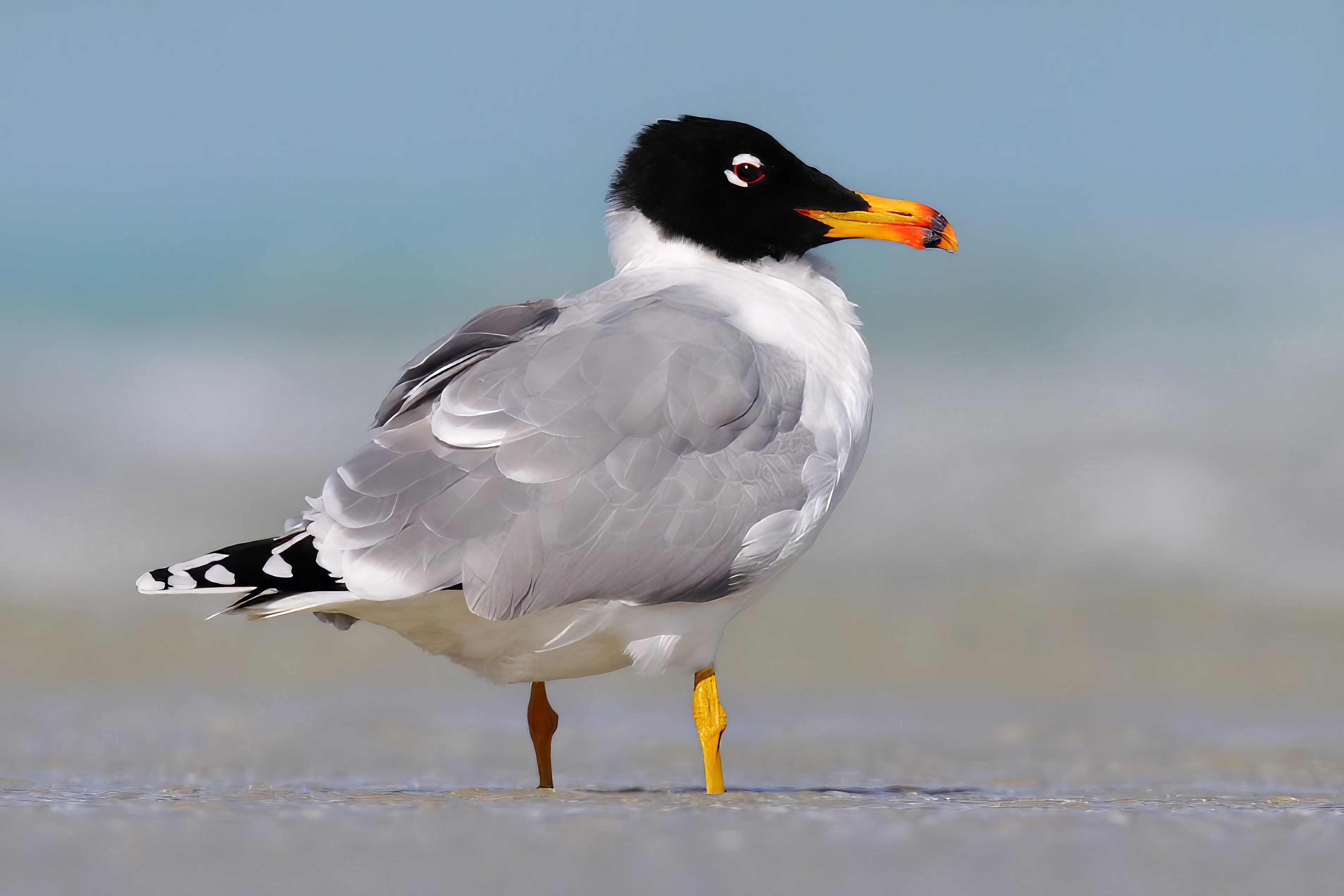 Great Black-headed Gull
