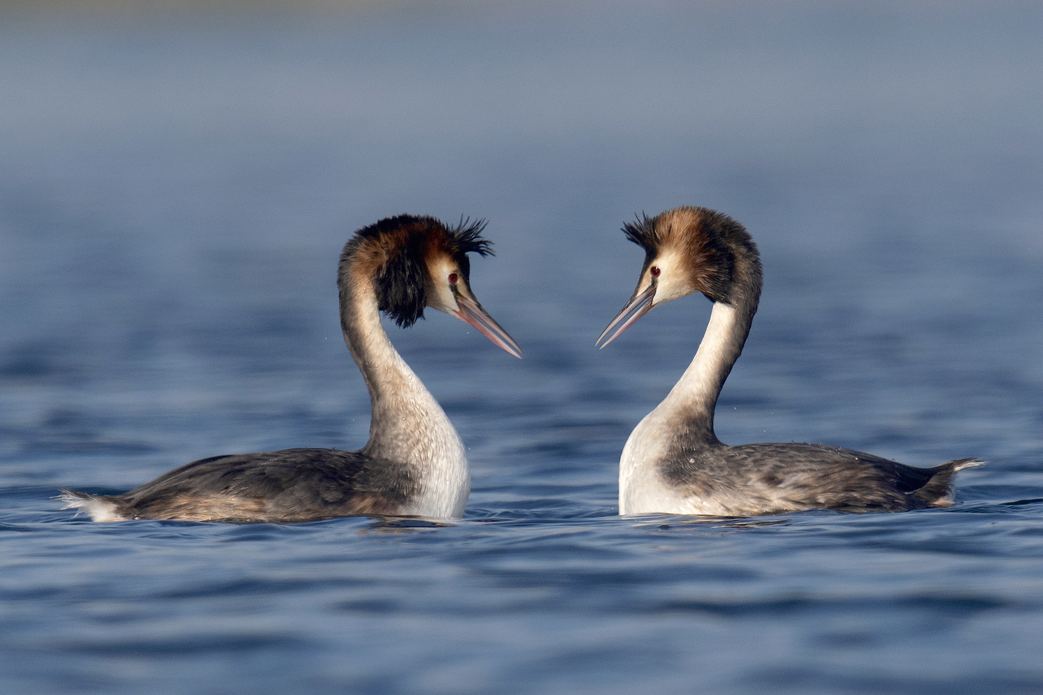 Eurasian Great Crested Grebe