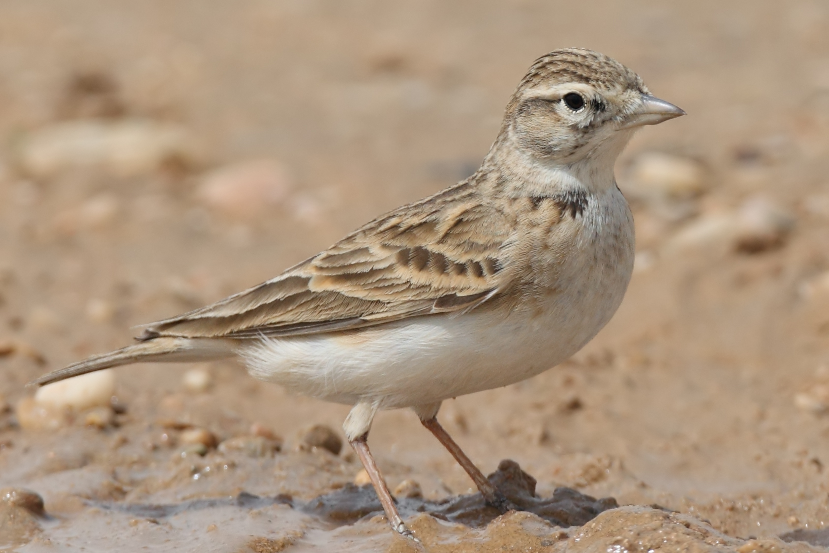 Greater Short-toed Lark