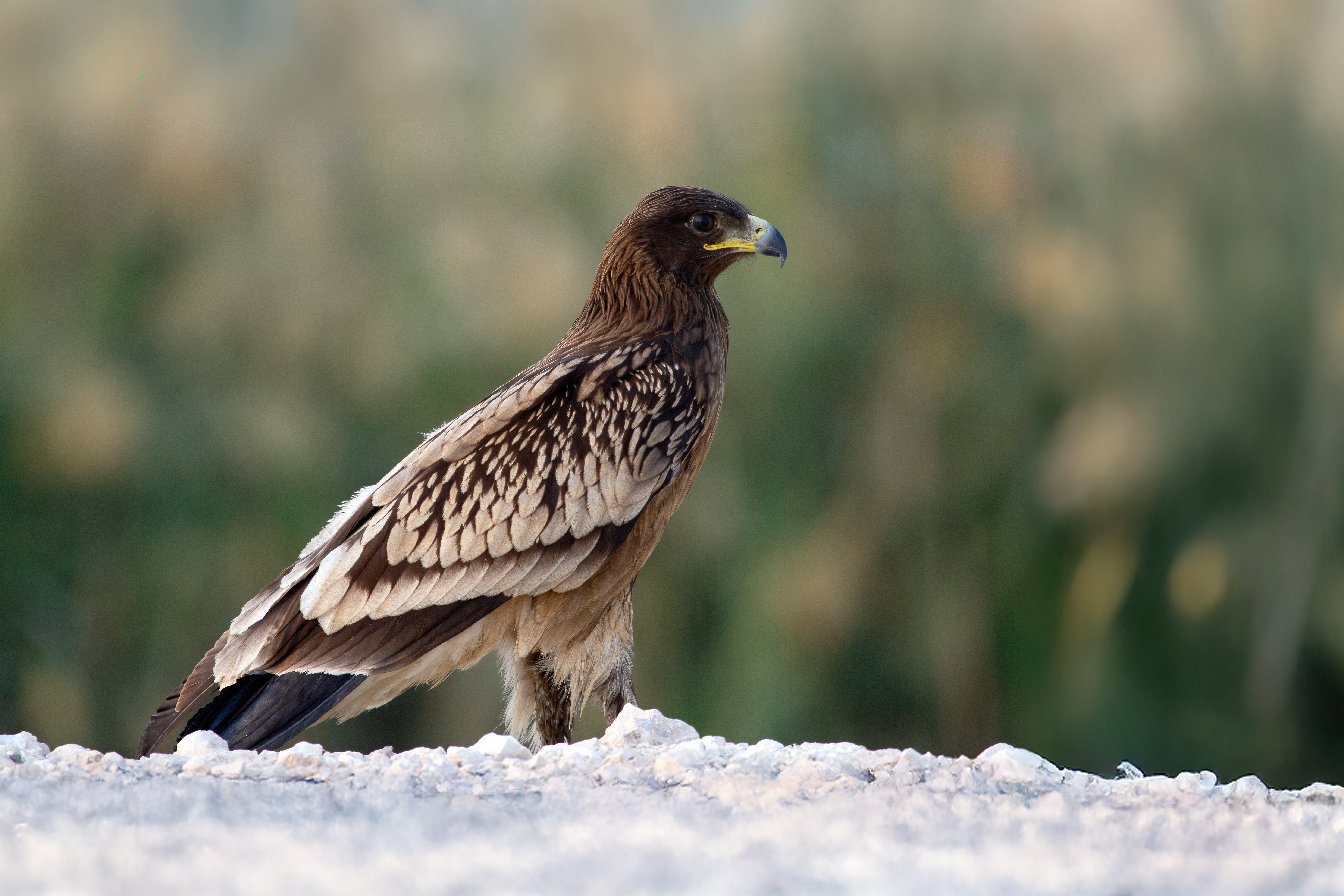 Greater Spotted Eagle