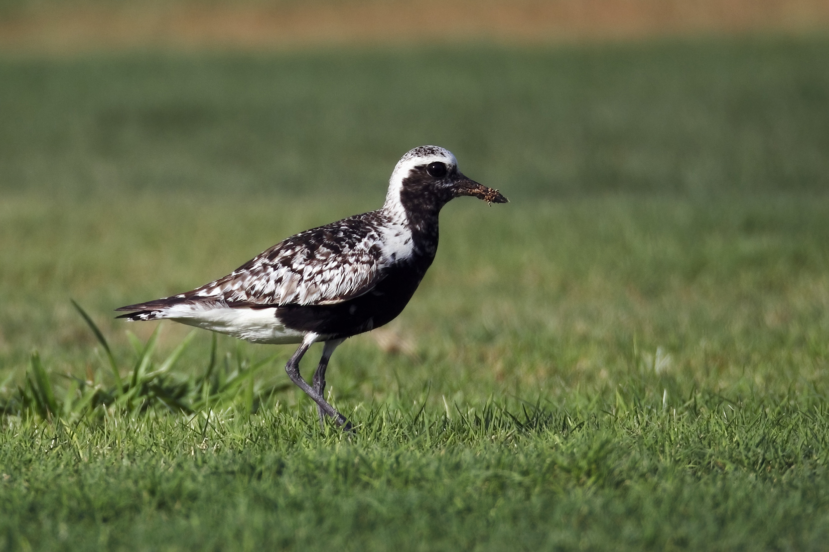 Black-bellied plover