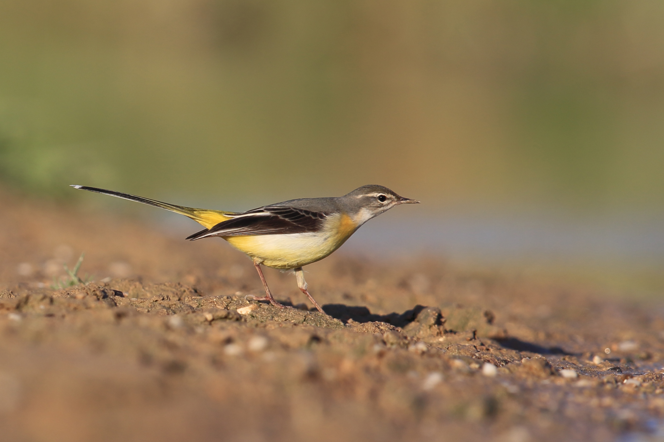 Grey Wagtail