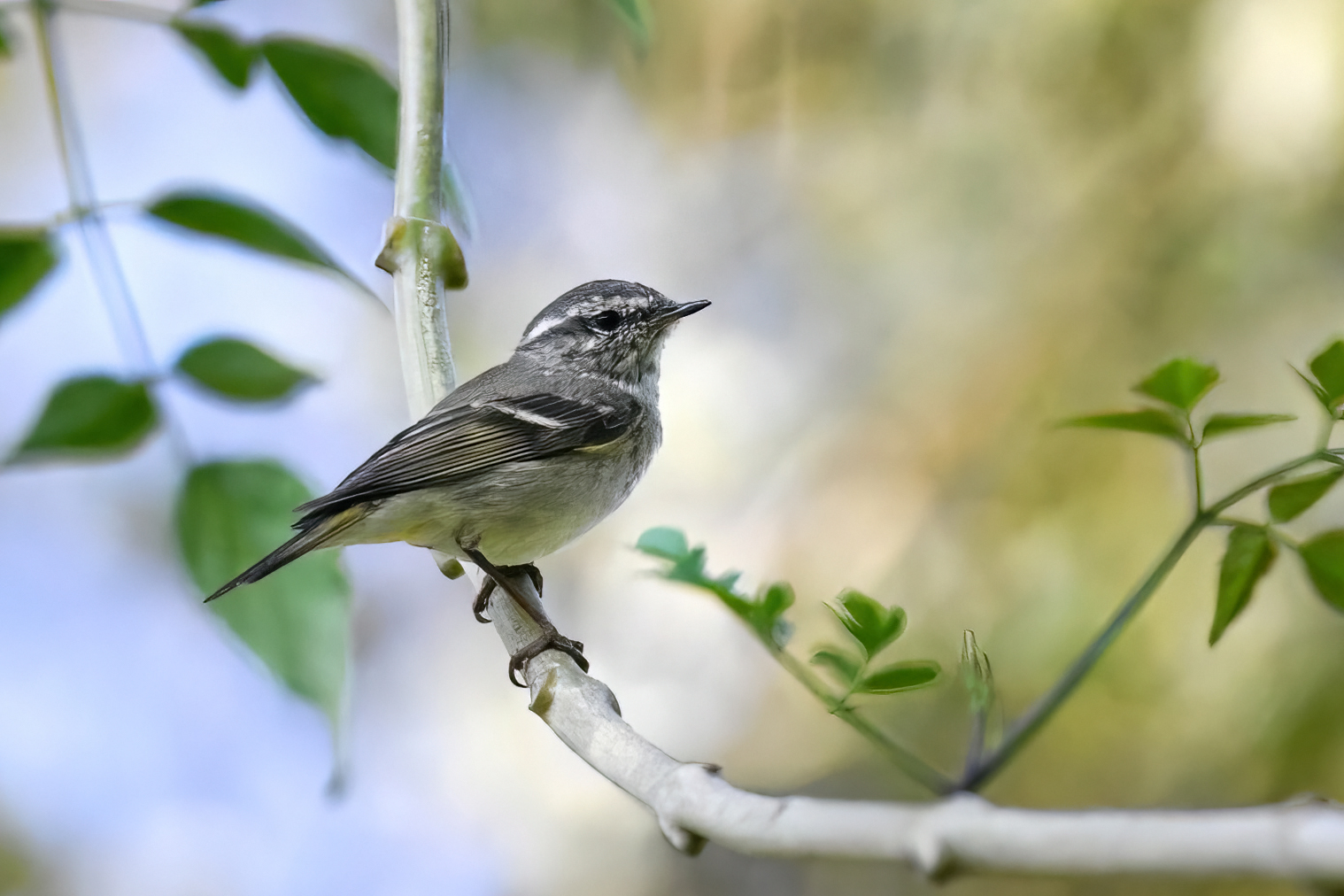 Hume's Leaf Warbler