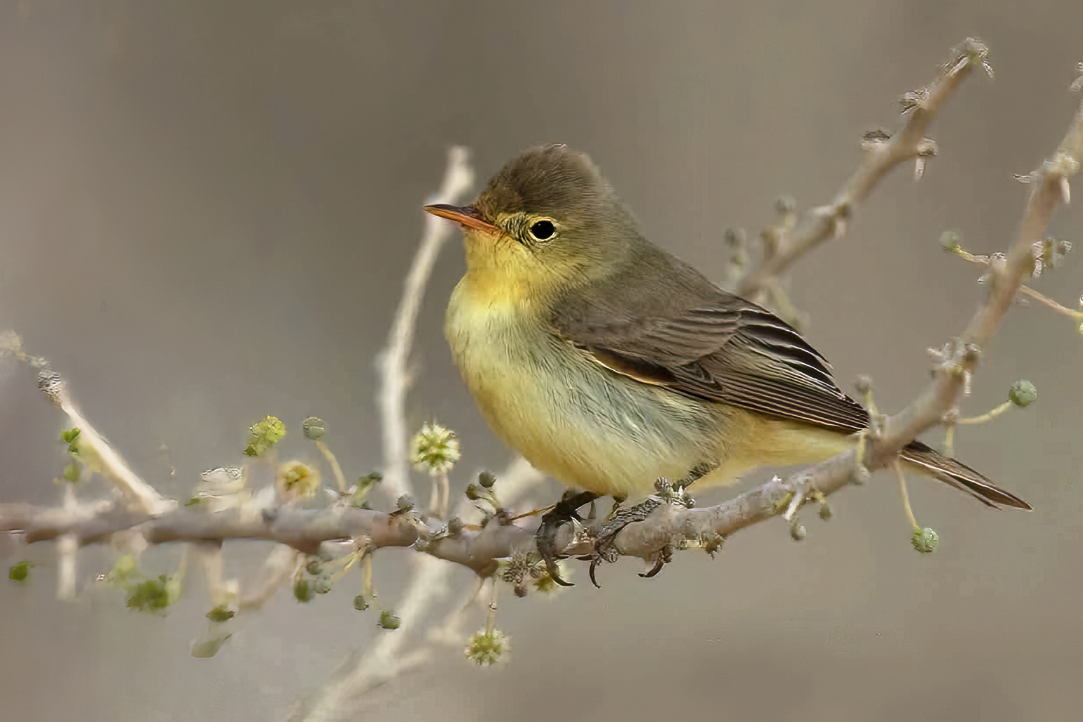Icterine Warbler