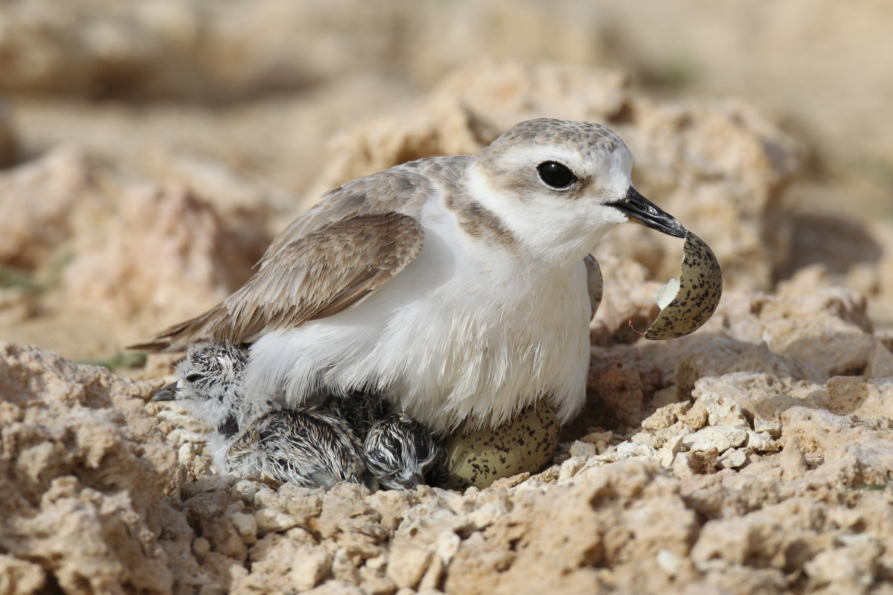 Kentish Plover
