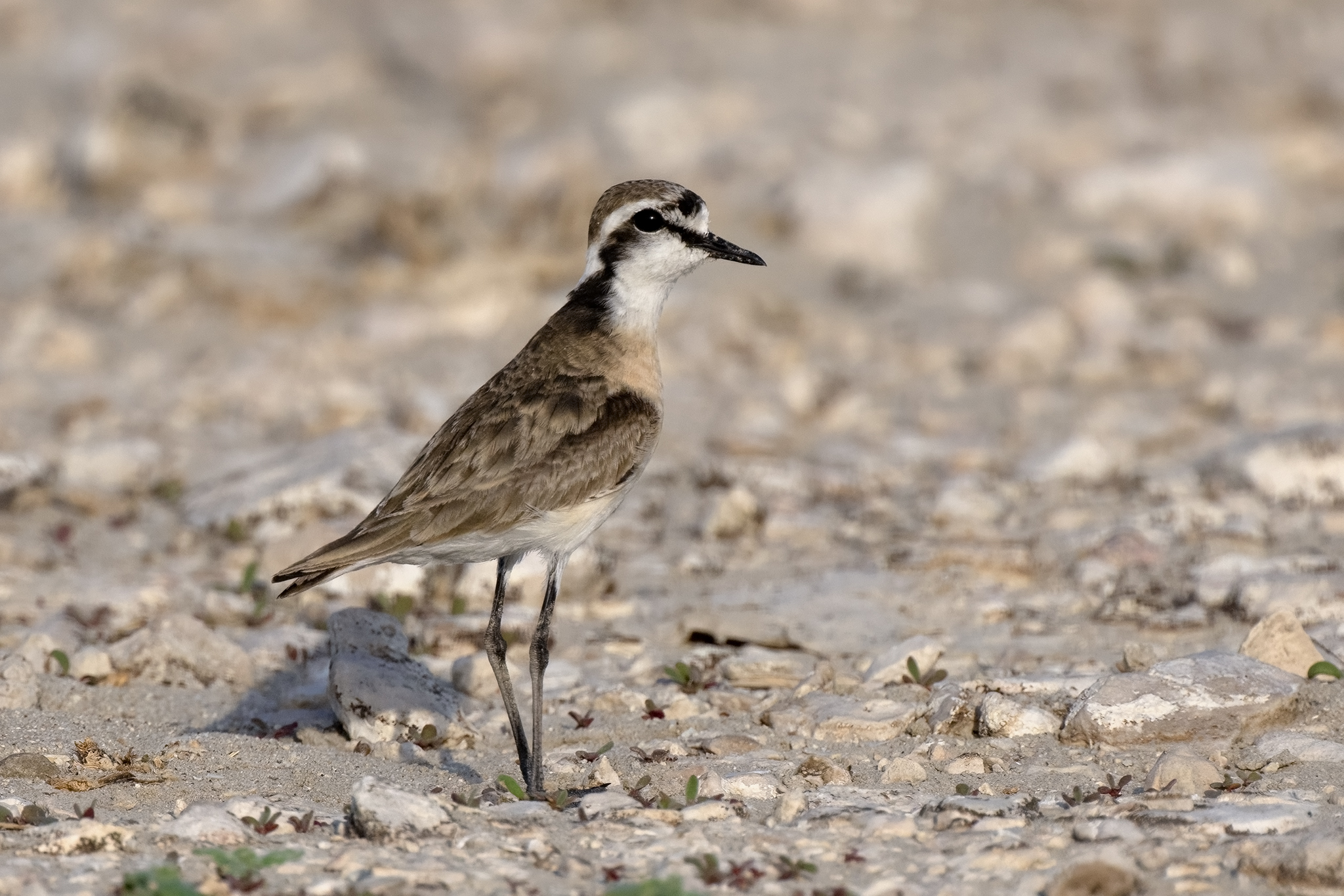 Kittlitz's Plover
