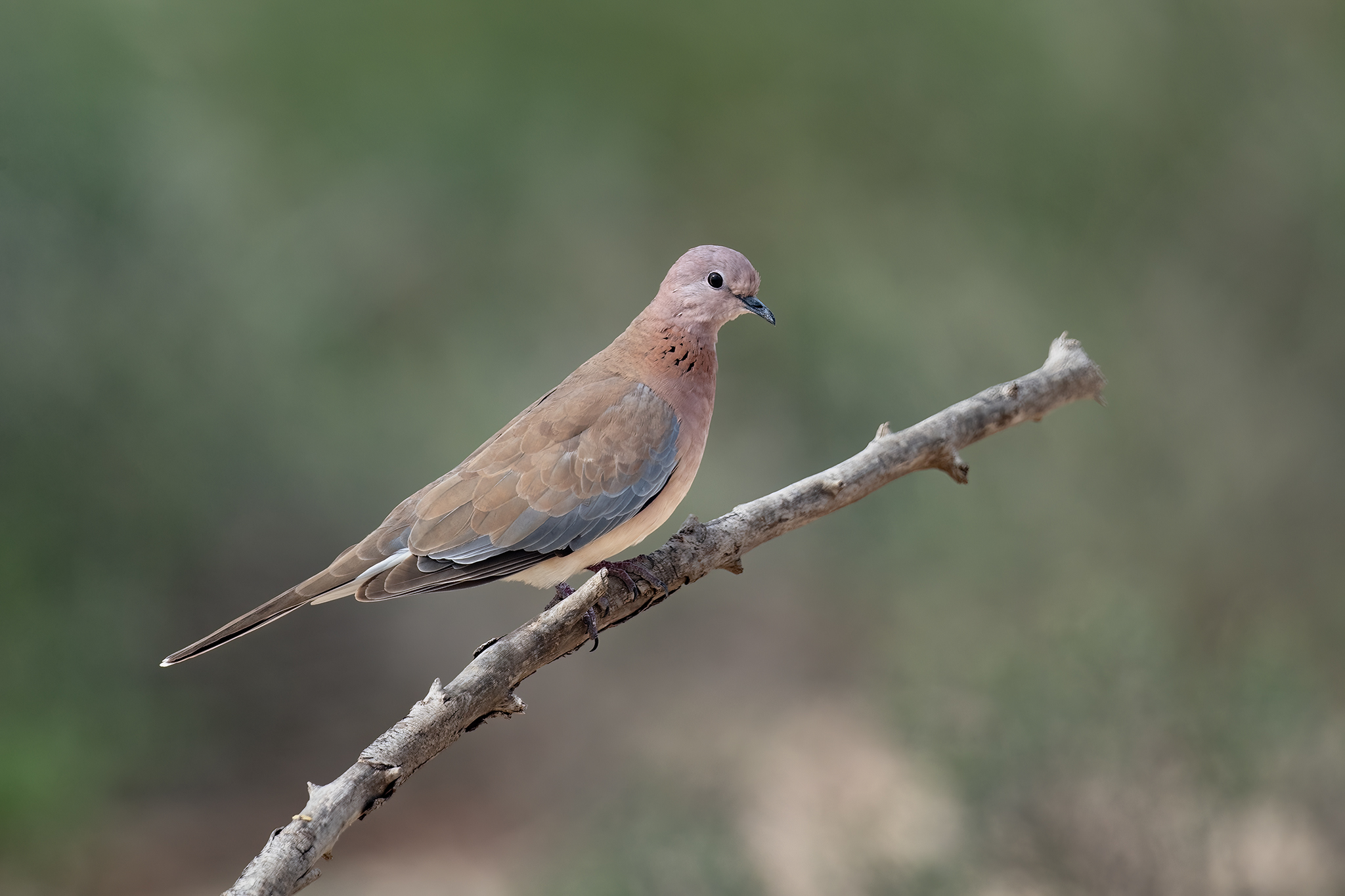 Laughing Dove