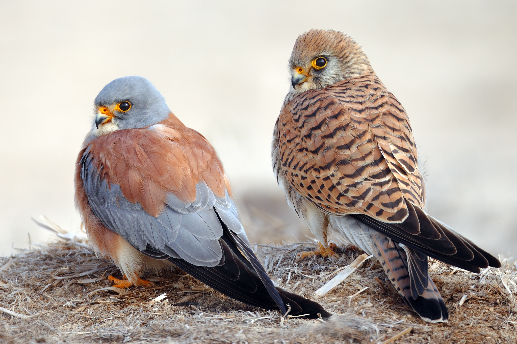 Lesser Kestrel