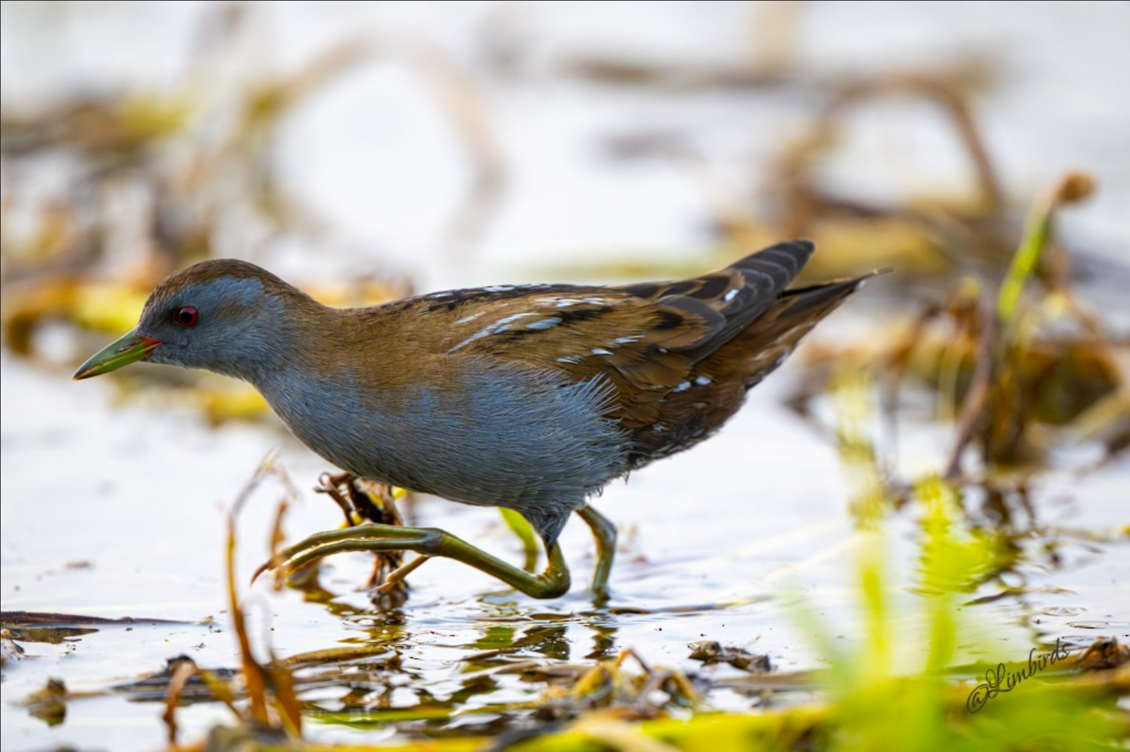 Little Crake
