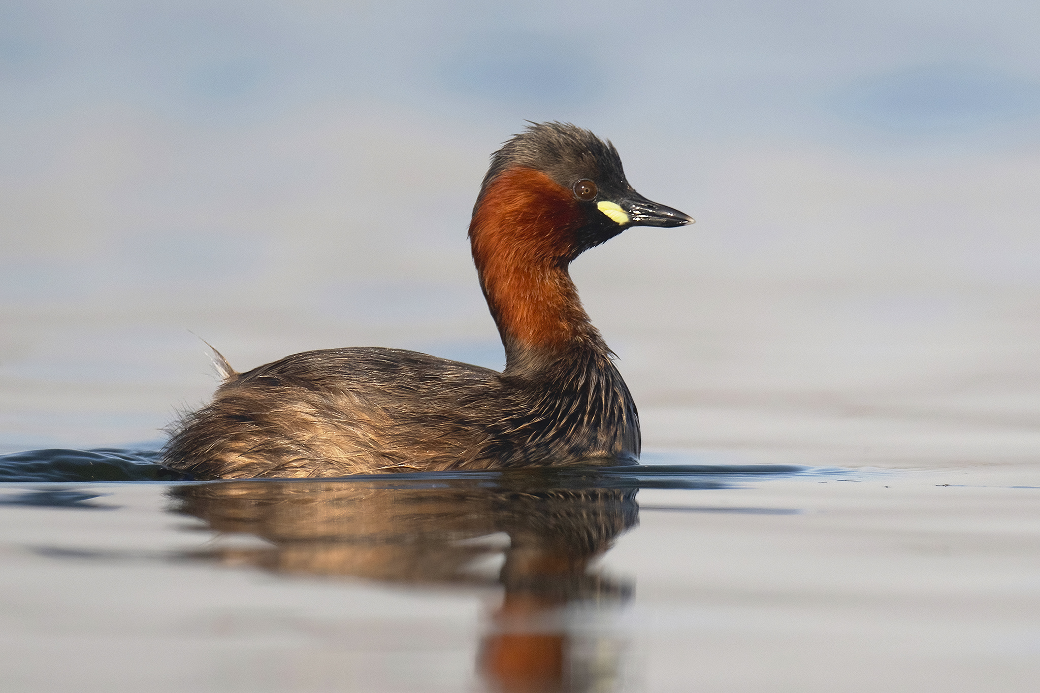 Little Grebe