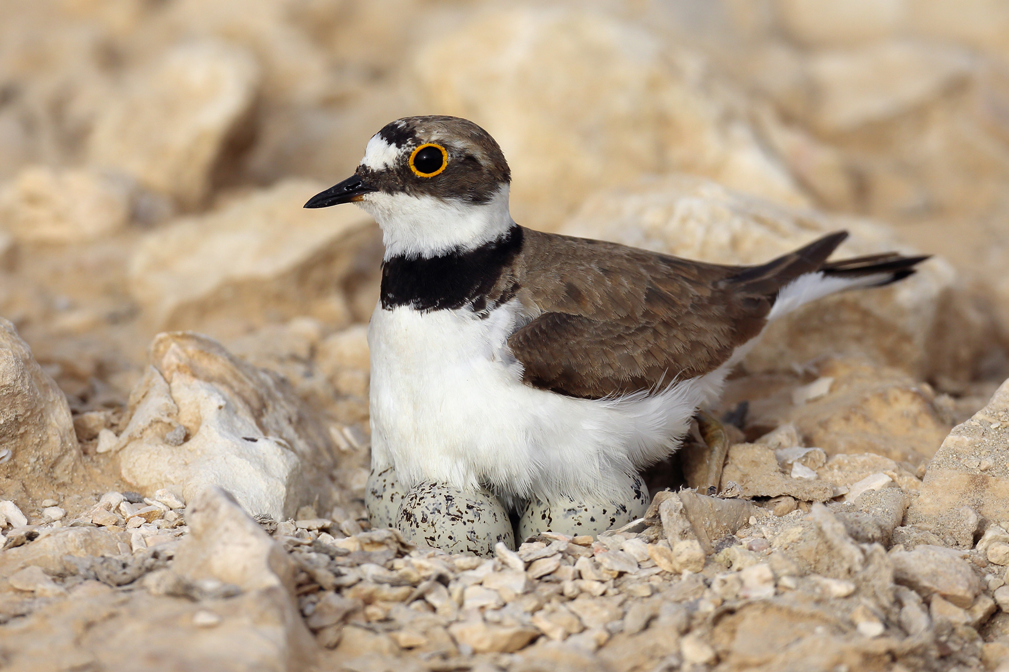 Little Ringed Plover