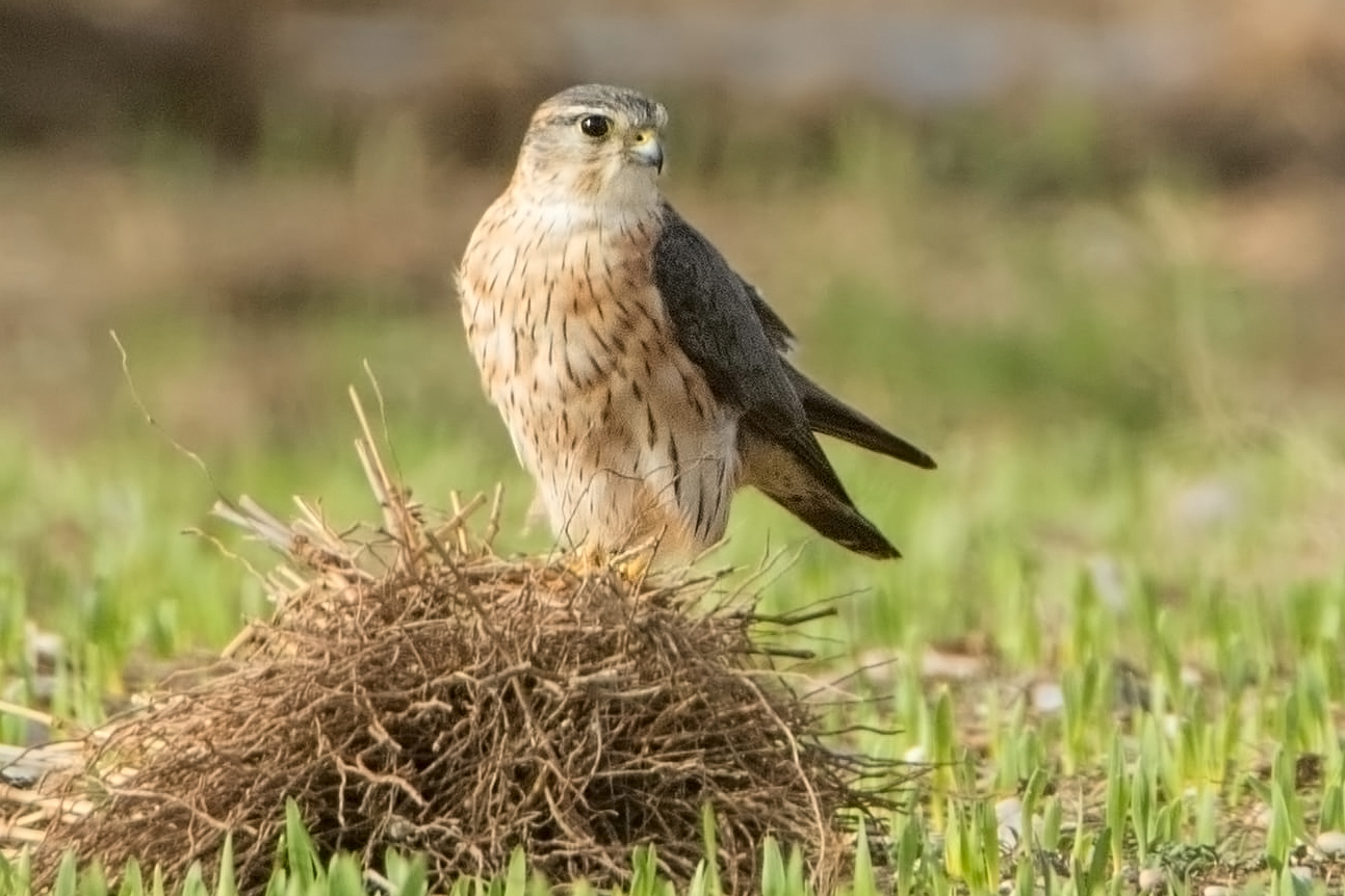 Pallid Merlin