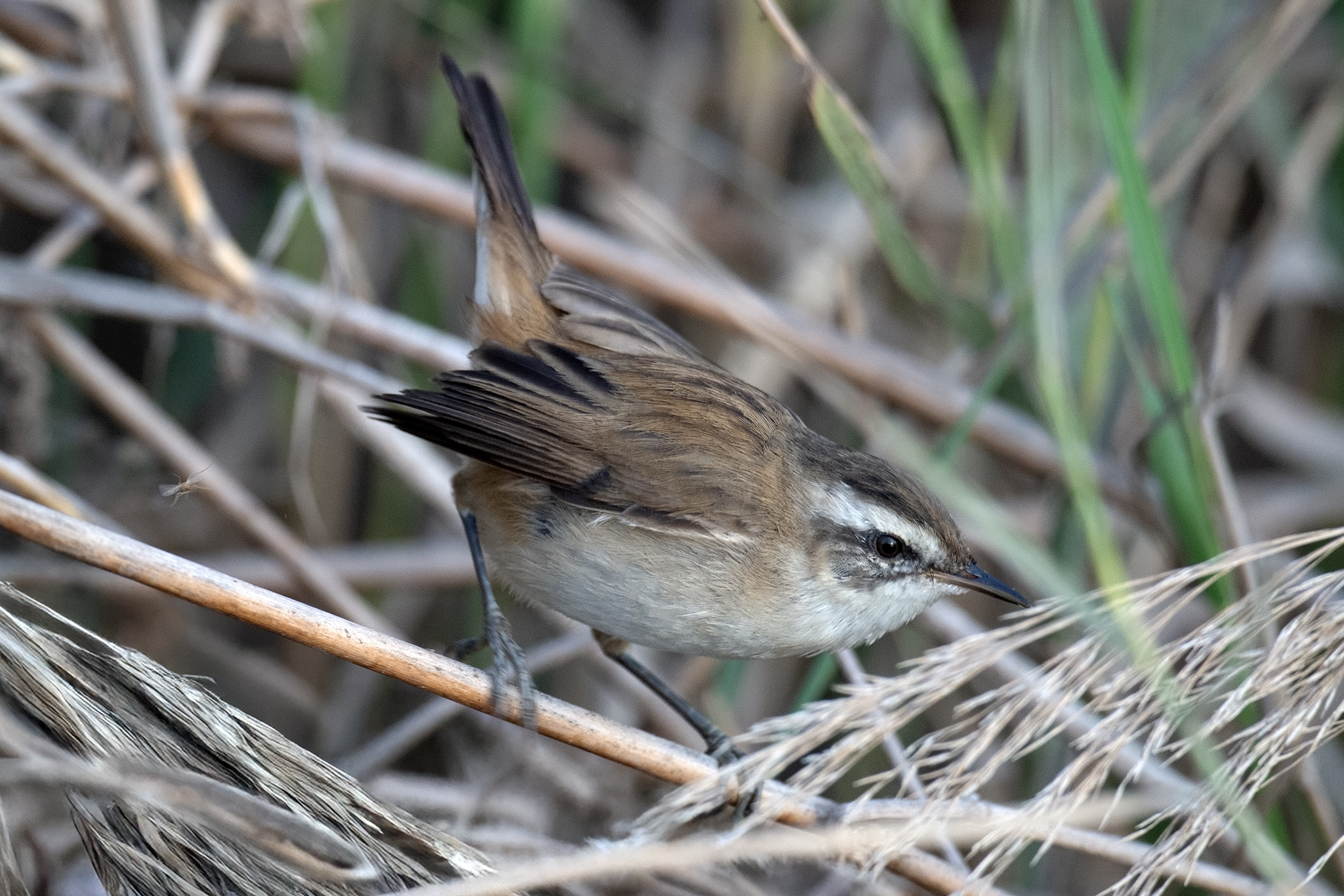 Eastern Moustached Warbler
