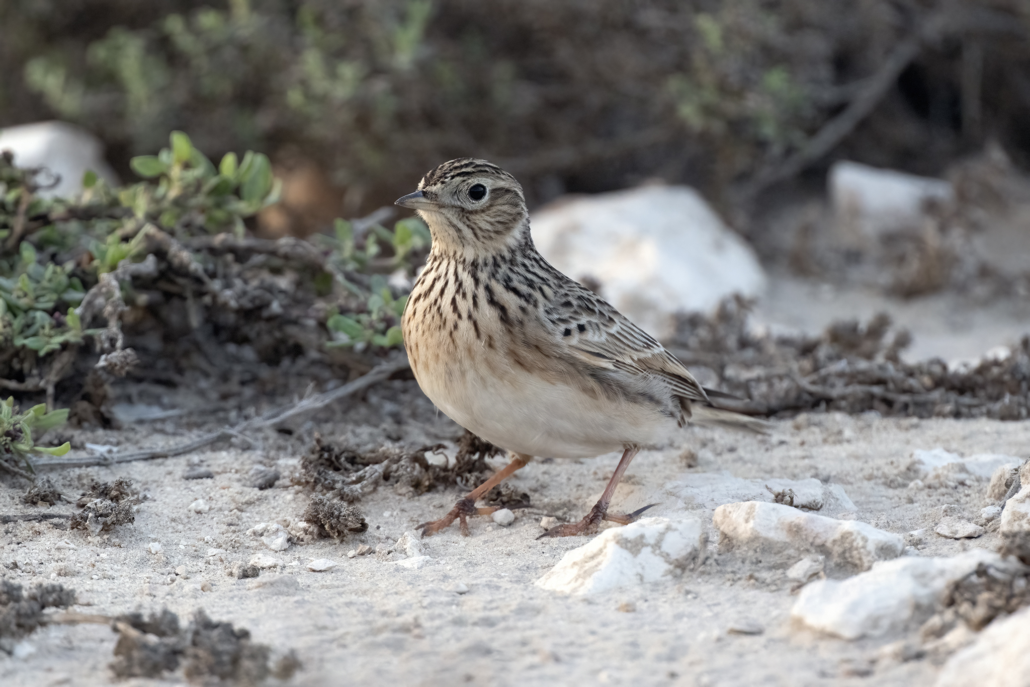 Oriental skylark
