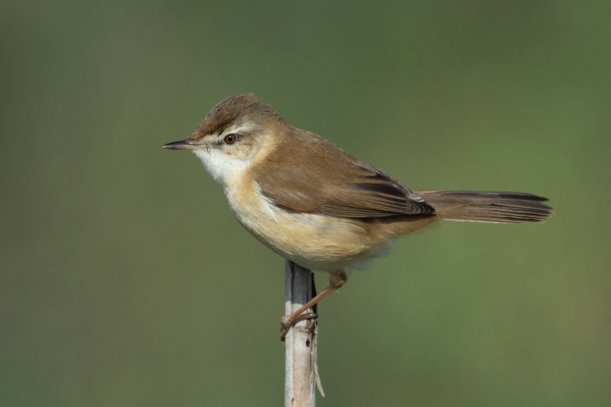 Paddyfield Warbler