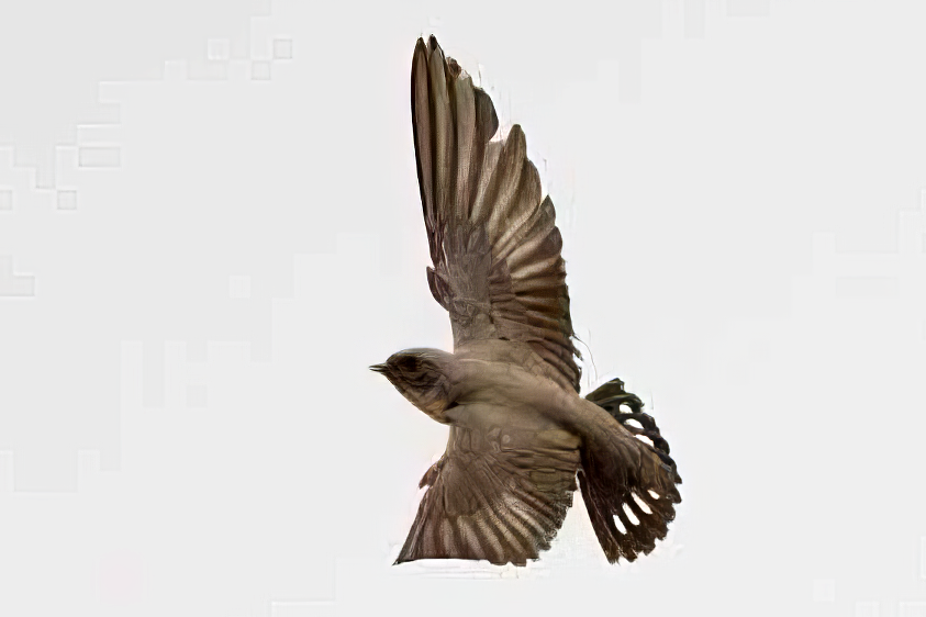 Pale Crag Martin