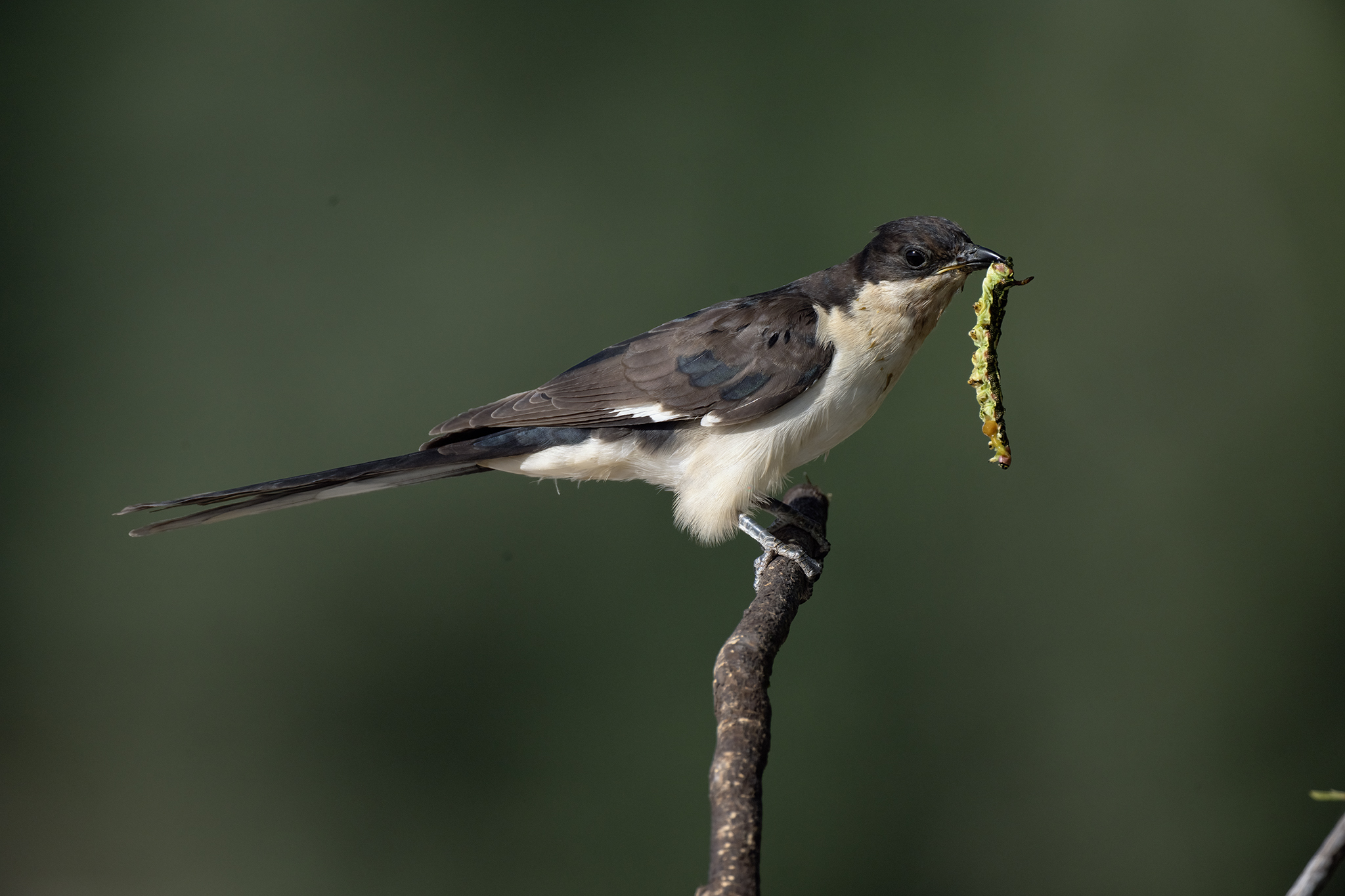 Northern Jacobin Cuckoo