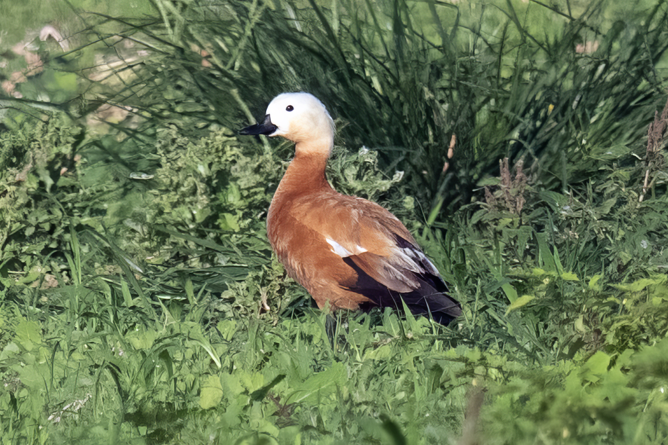 Ruddy Shelduck