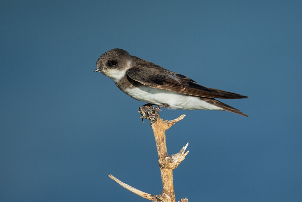 Sand Martin