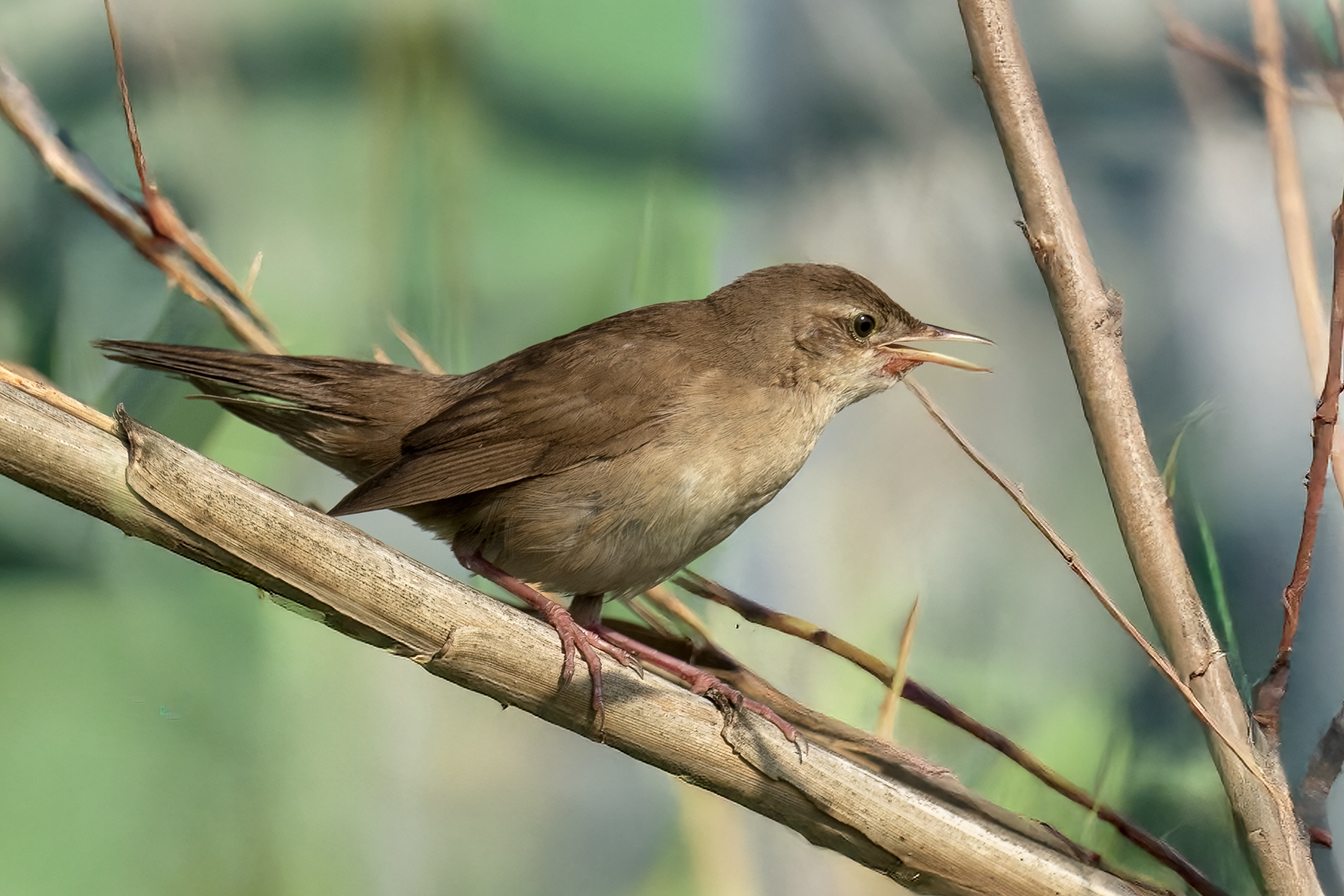 Savi's Warbler