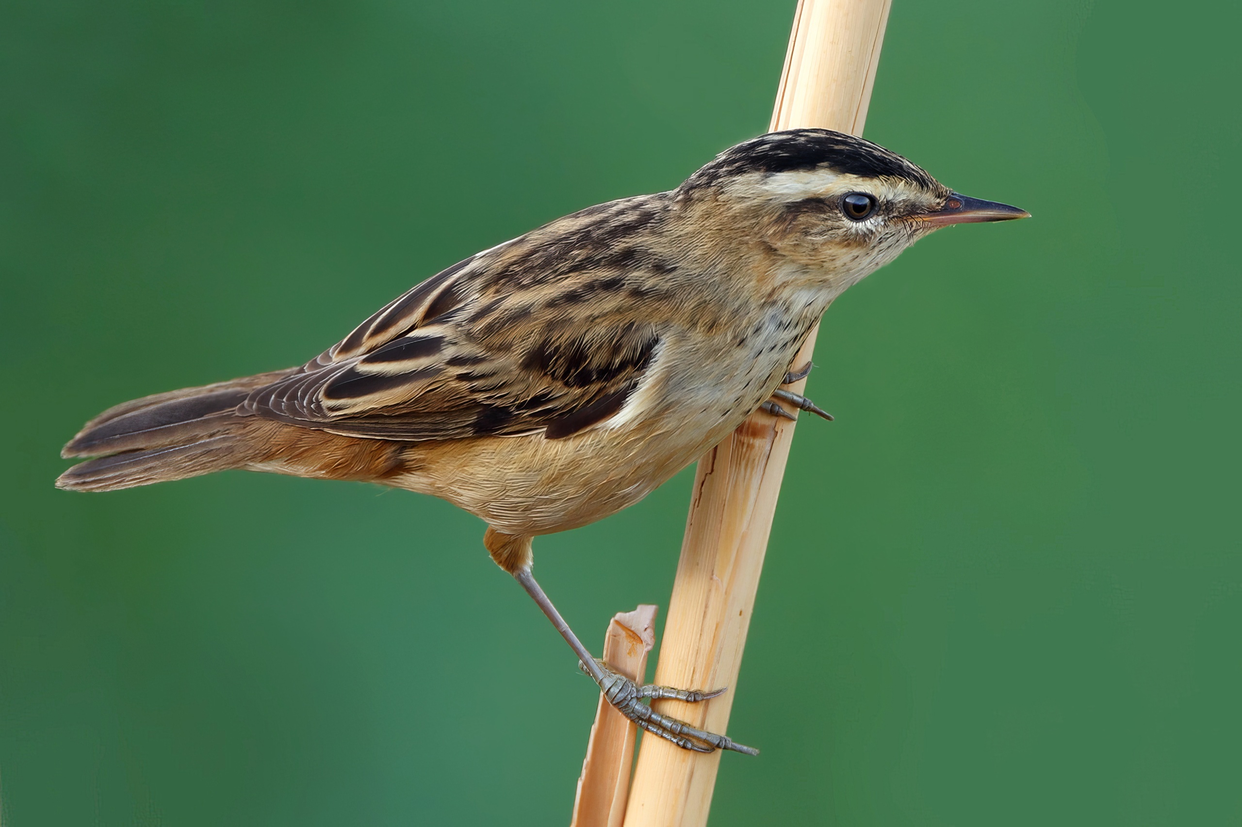 Sedge Warbler