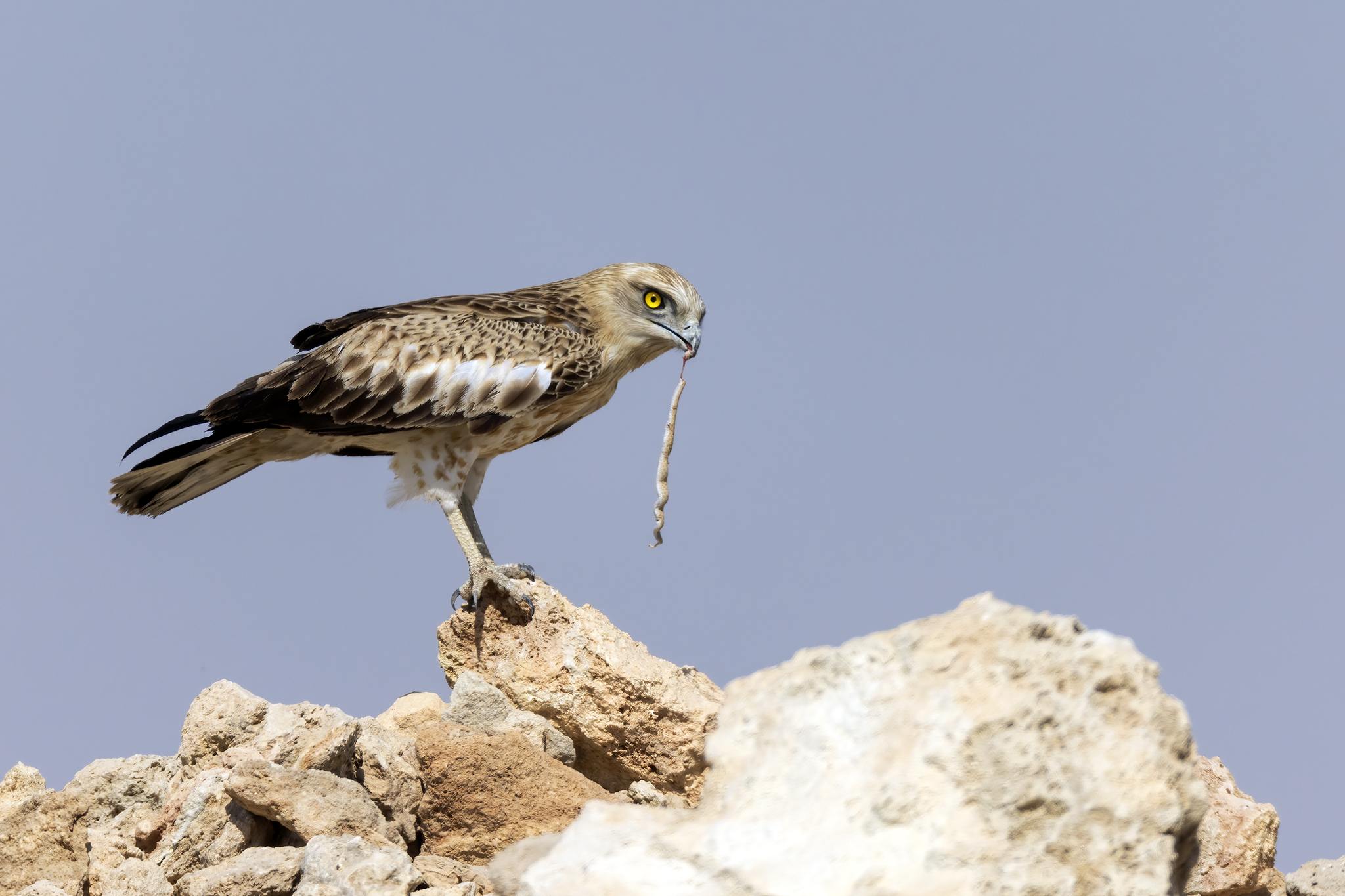 Short-toed Snake Eagle