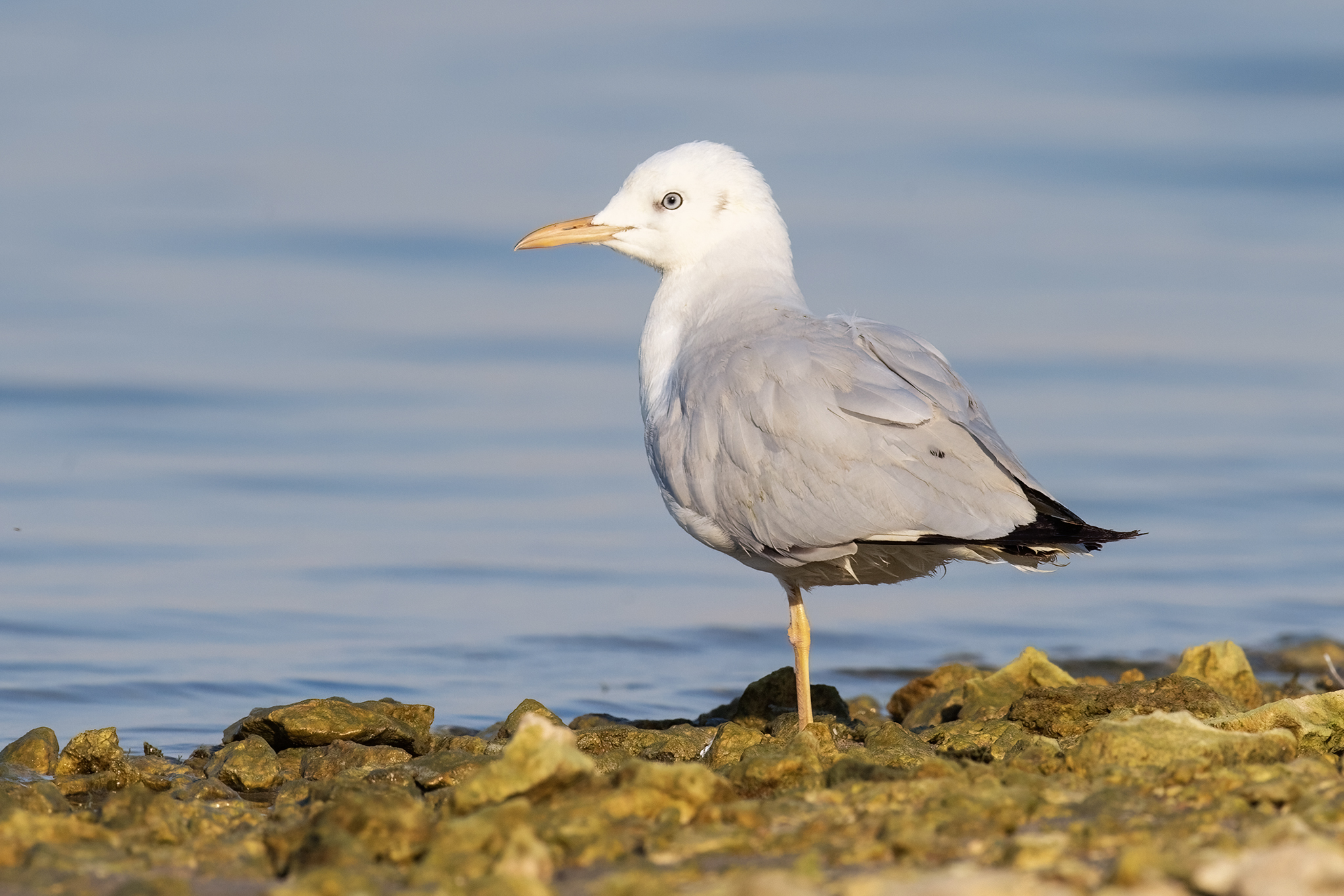 Slender-billed Gull