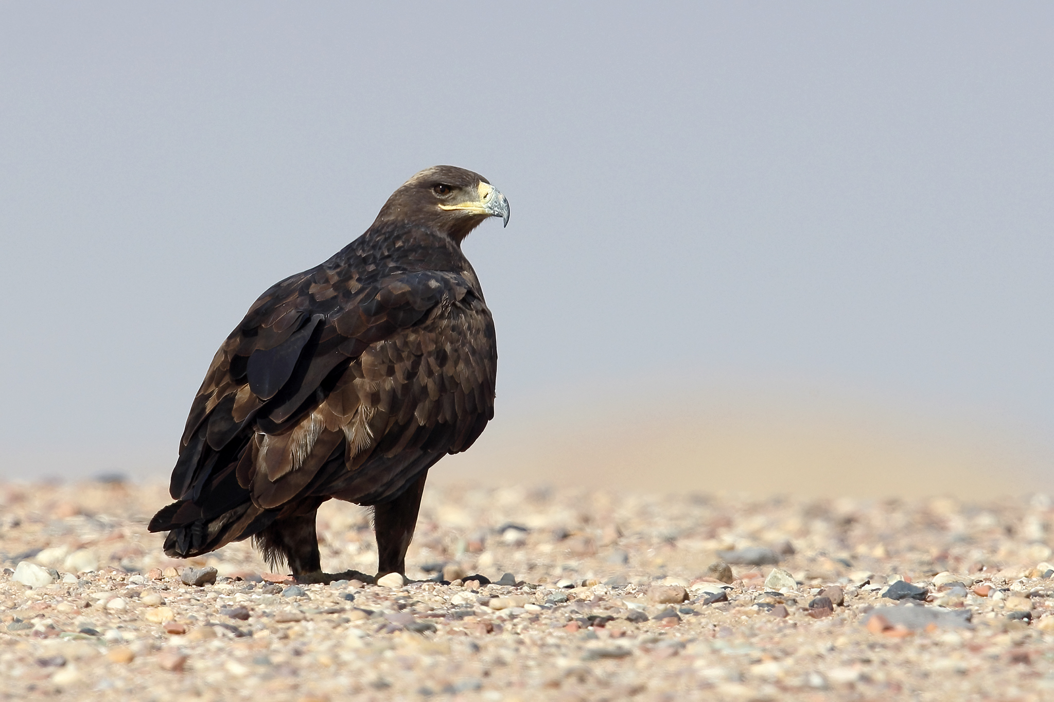 Steppe Eagle